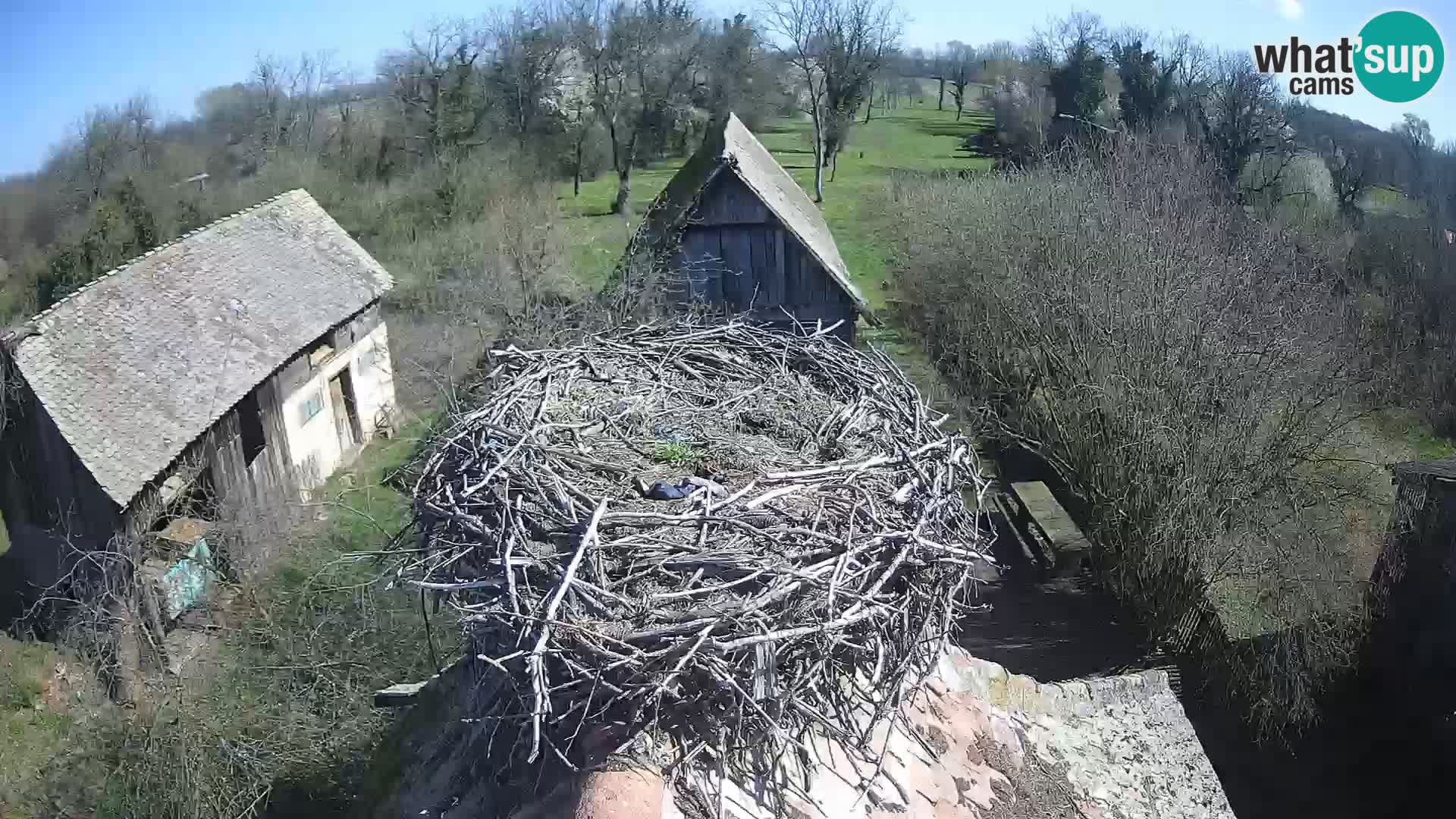 Evropska vas štorklje – Krajinski park Lonjsko polje spletna kamera