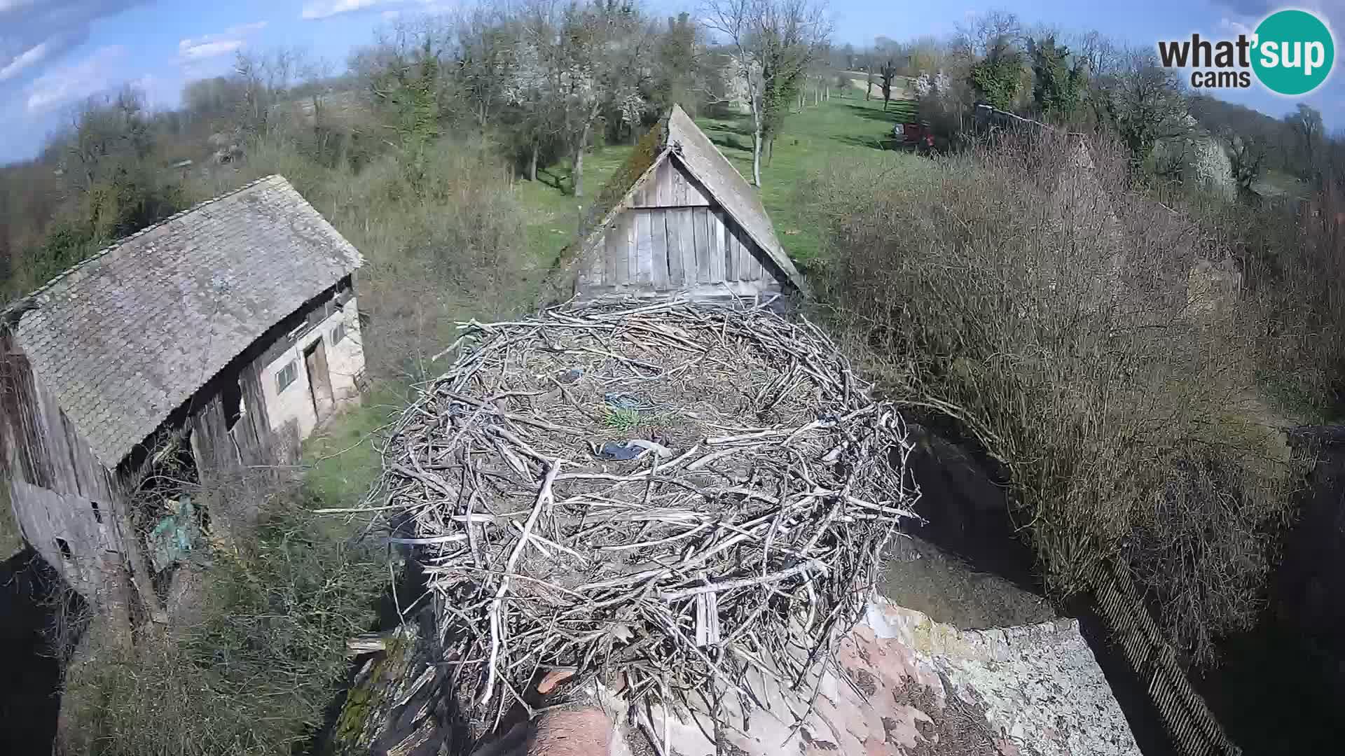 Evropska vas štorklje – Krajinski park Lonjsko polje spletna kamera