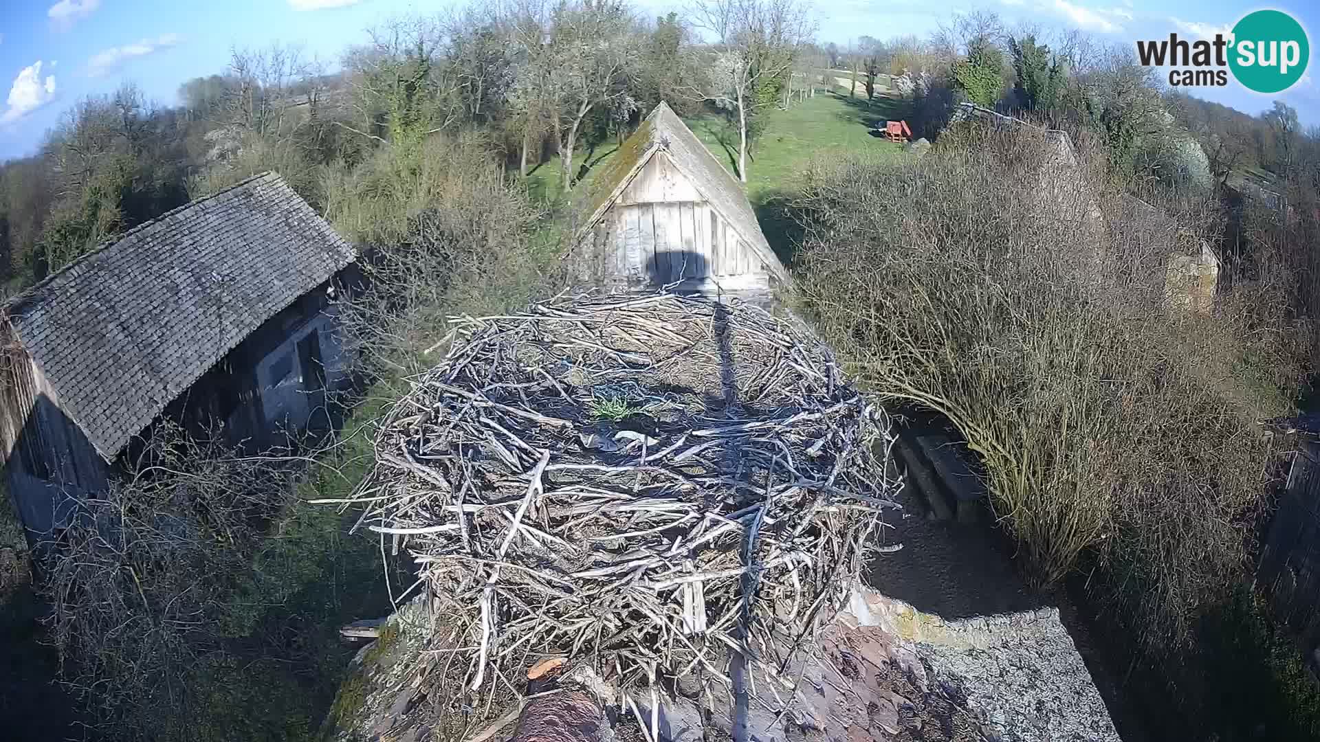 Villaggio delle cicogne europee webcam Parco naturale di Lonjsko polje