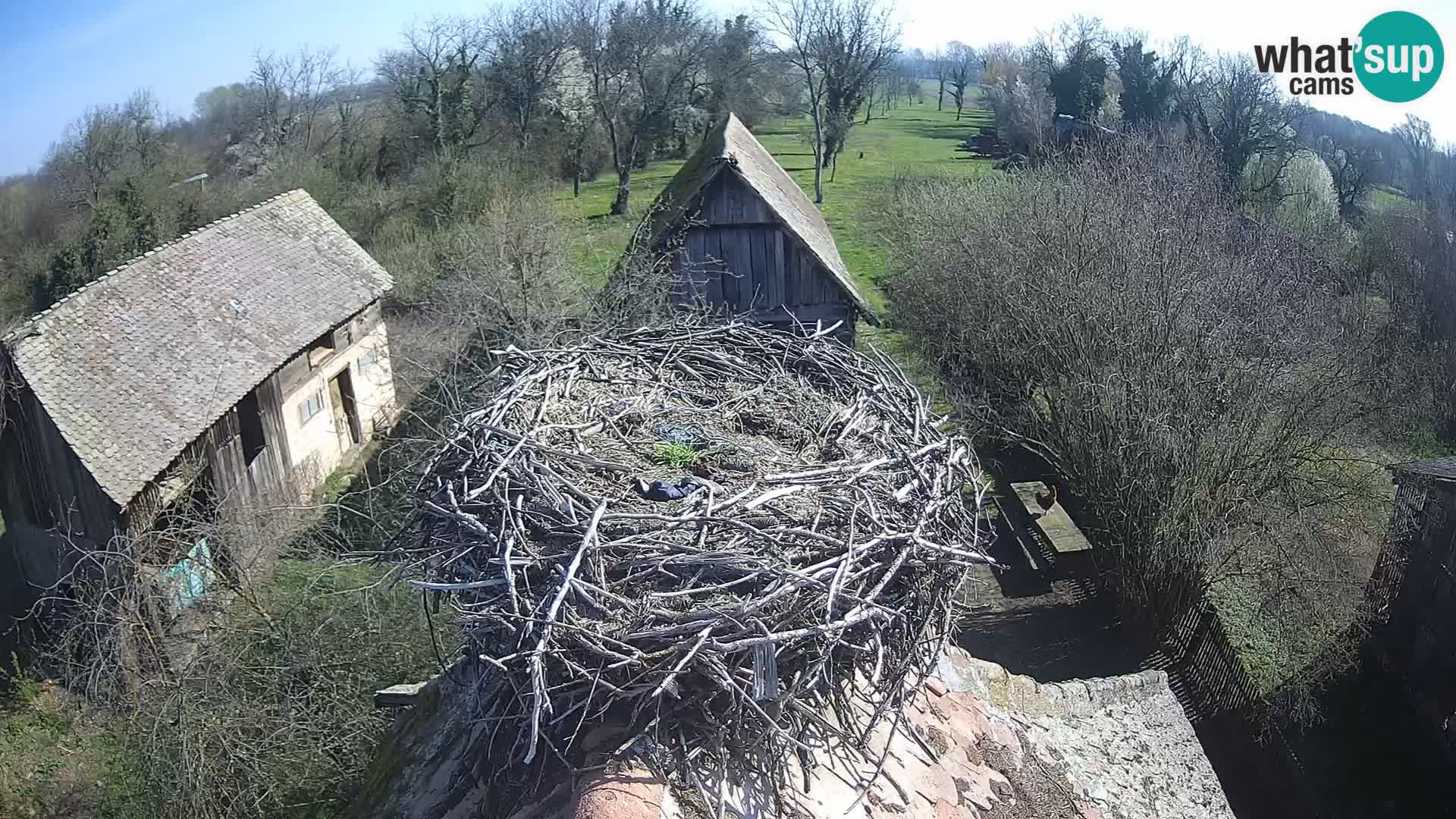 U živo Europsko selo roda – Park prirode Lonjsko polje