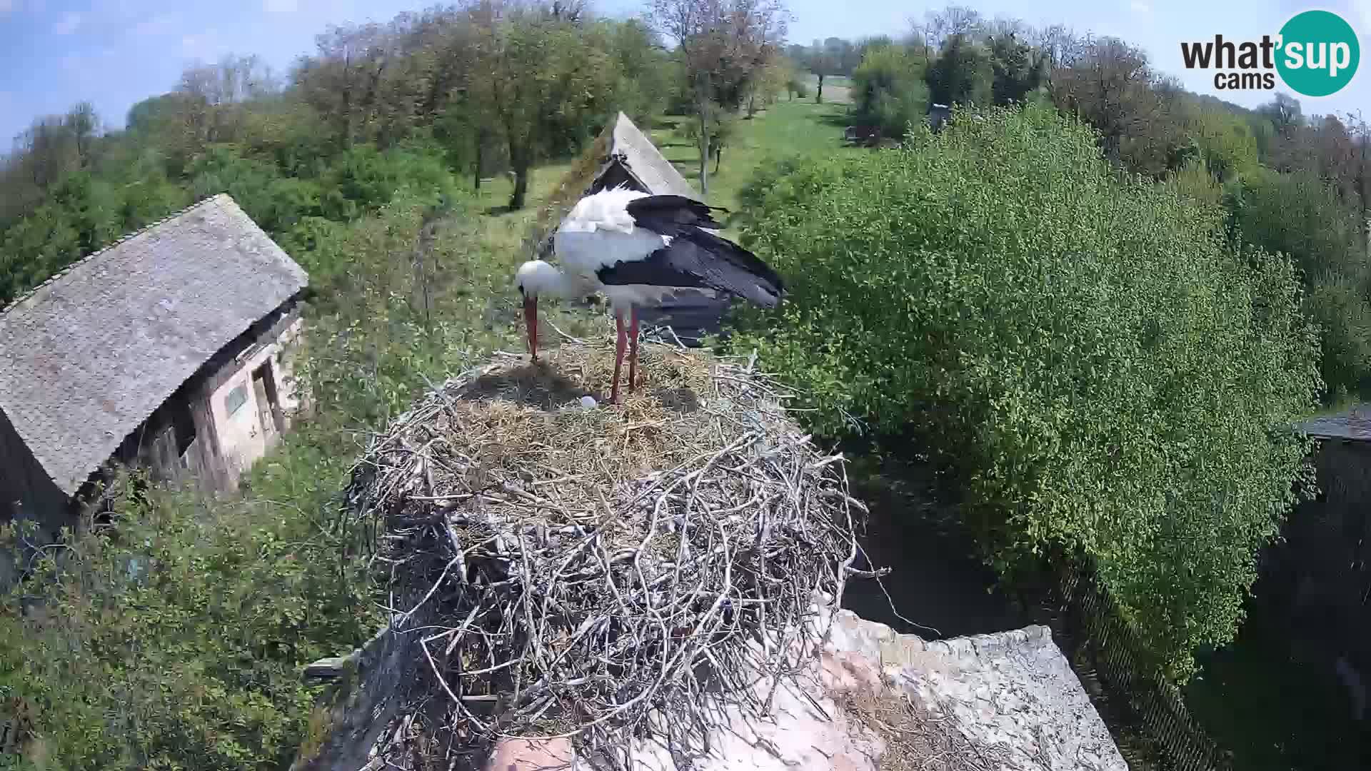 U živo Europsko selo roda – Park prirode Lonjsko polje