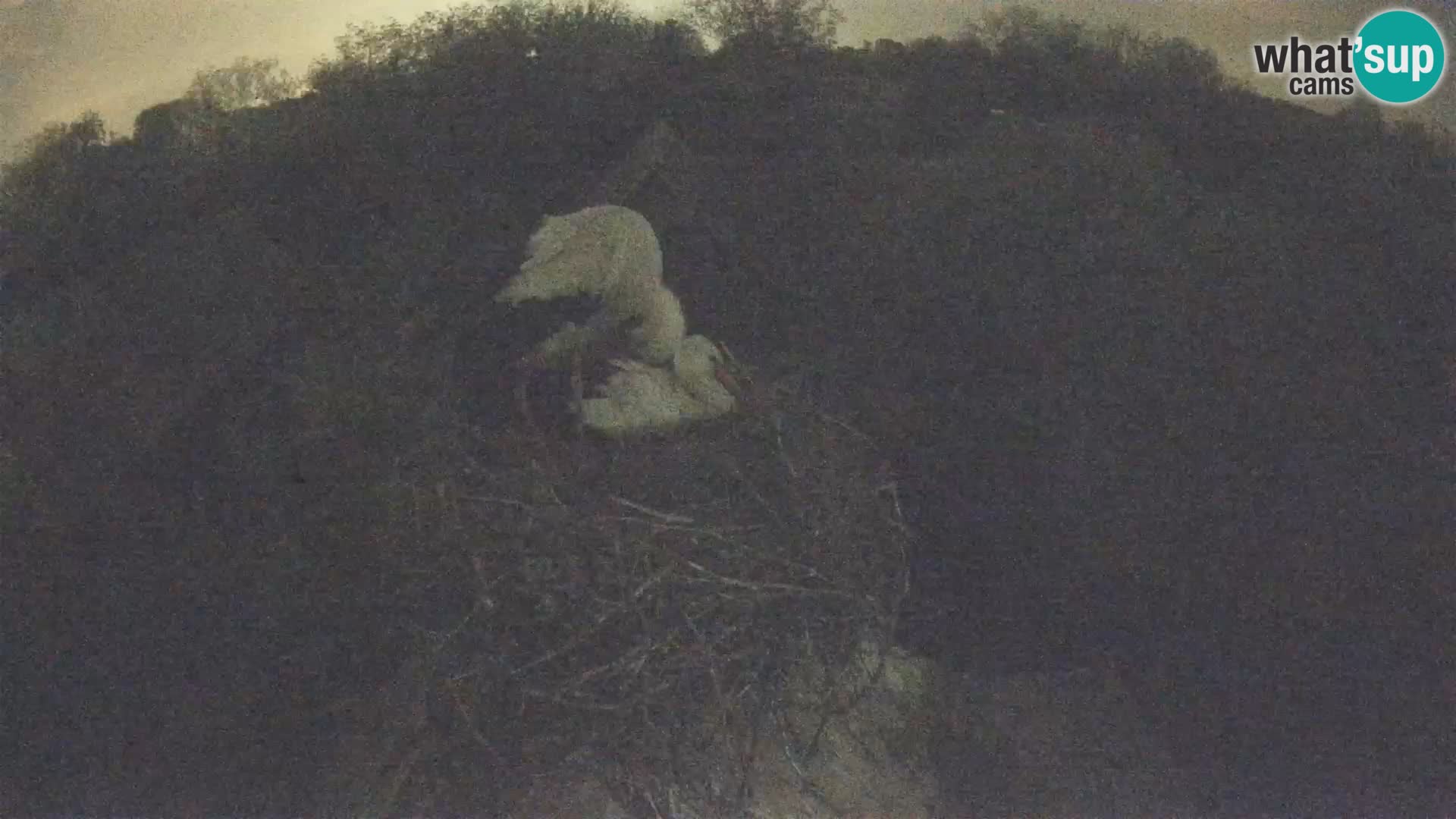 U živo Europsko selo roda – Park prirode Lonjsko polje