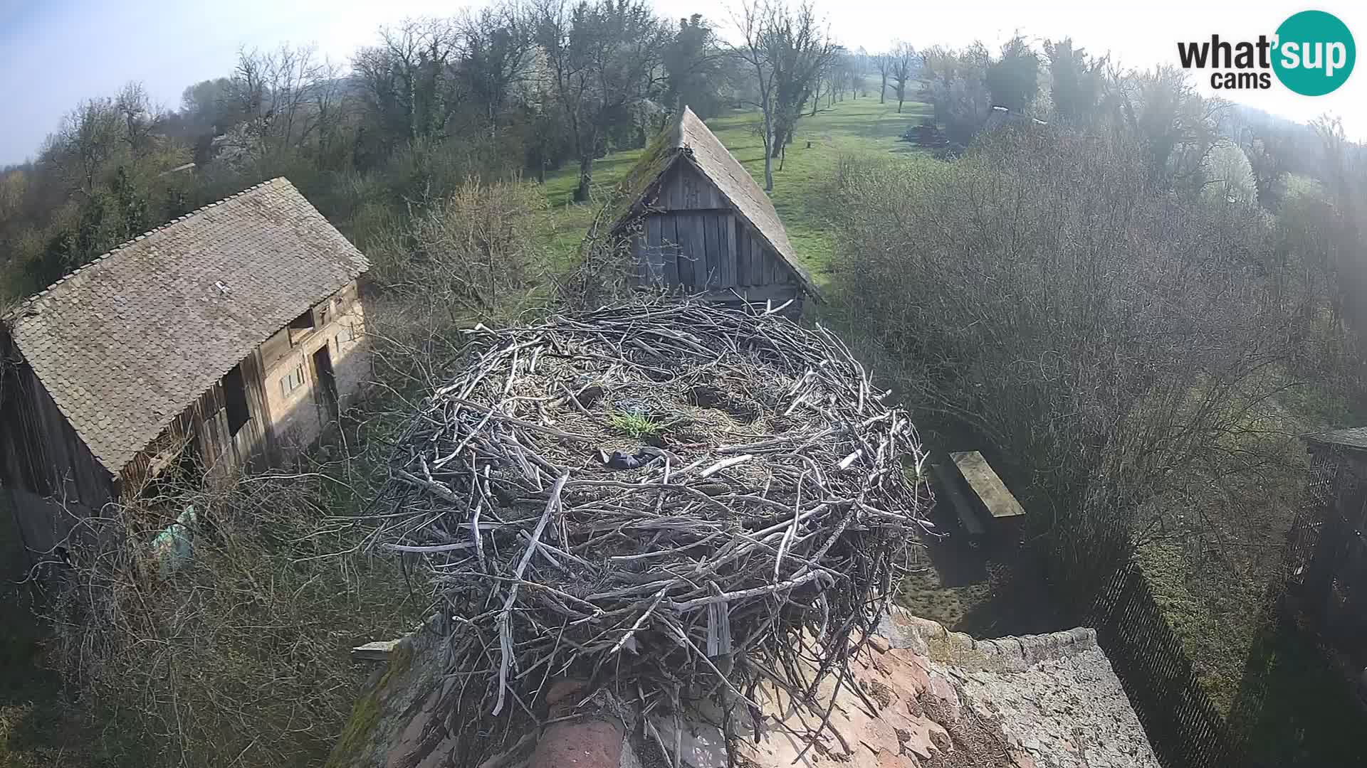U živo Europsko selo roda – Park prirode Lonjsko polje