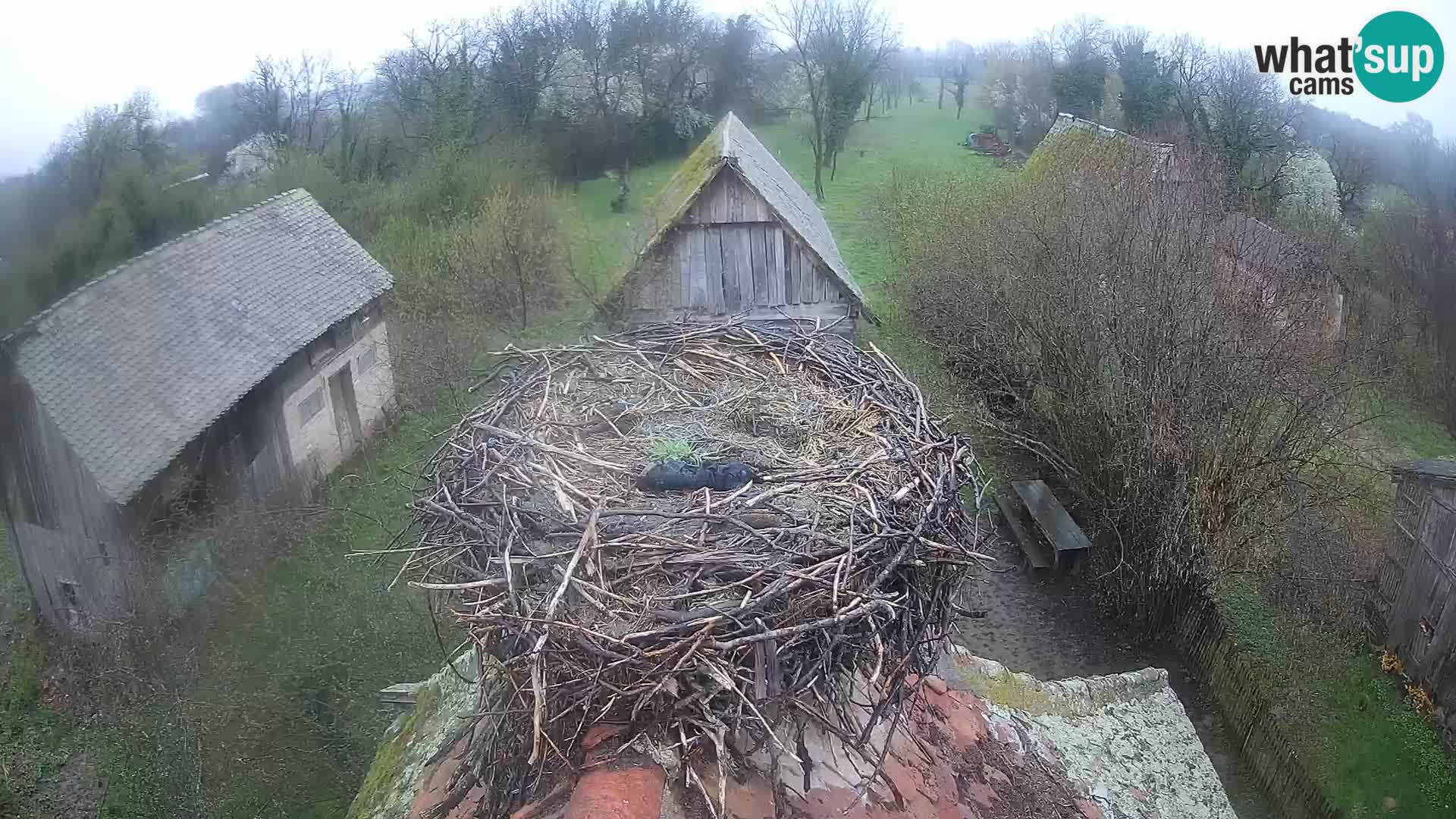 U živo Europsko selo roda – Park prirode Lonjsko polje