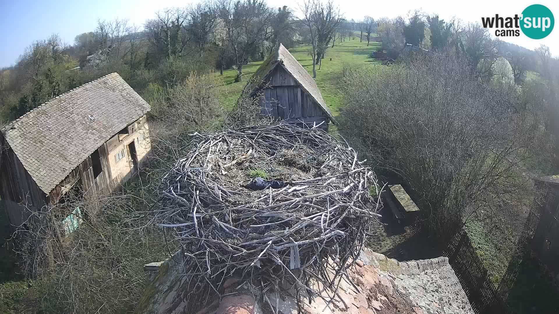 Villaggio delle cicogne europee webcam Parco naturale di Lonjsko polje