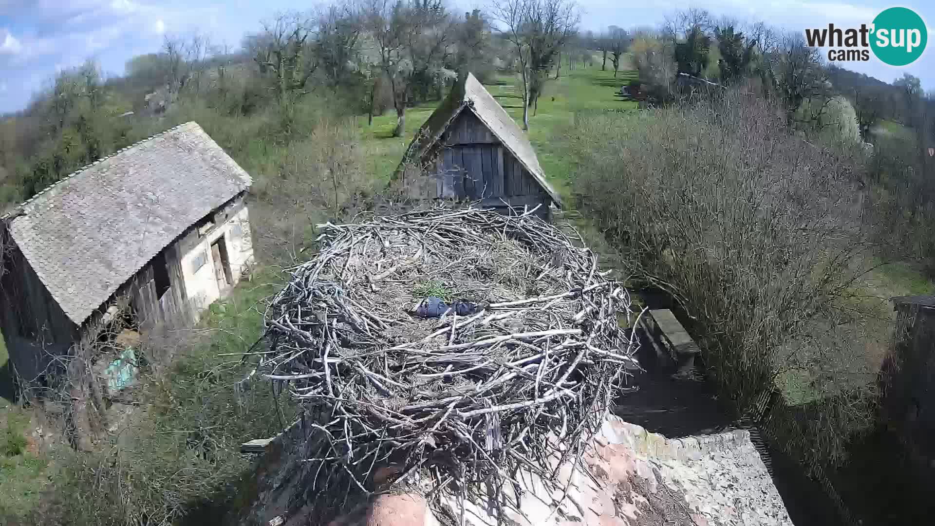 Webcam Europäisches Storchendorf – Naturpark Lonjsko polje