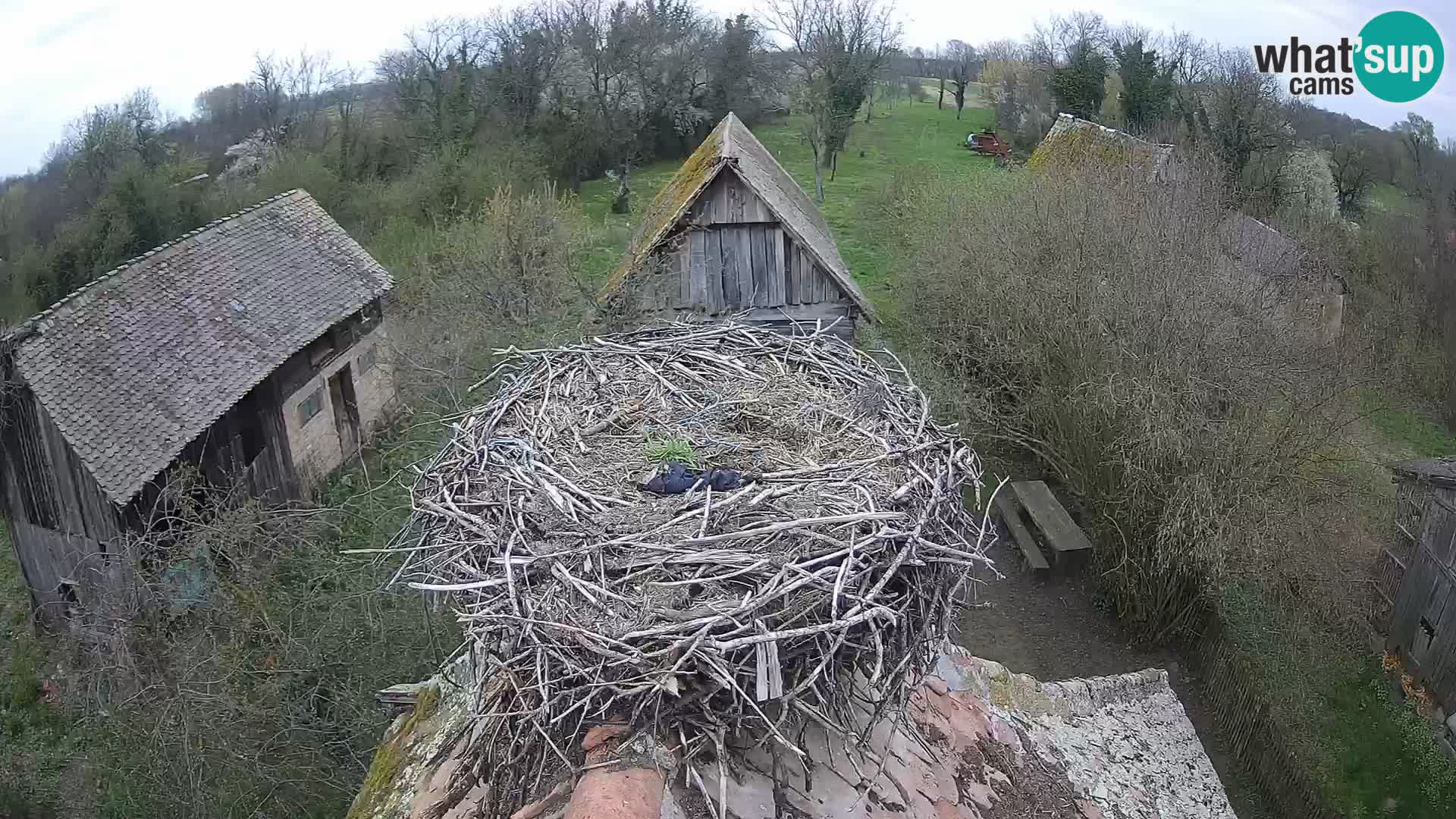 U živo Europsko selo roda – Park prirode Lonjsko polje