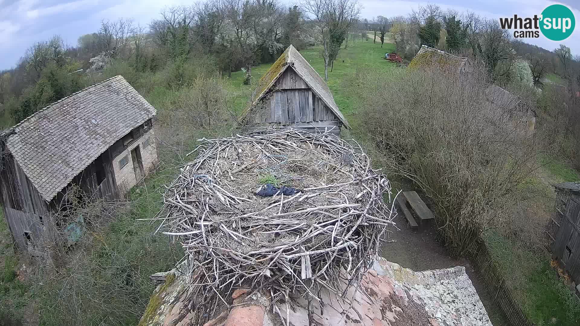 Villaggio delle cicogne europee webcam Parco naturale di Lonjsko polje