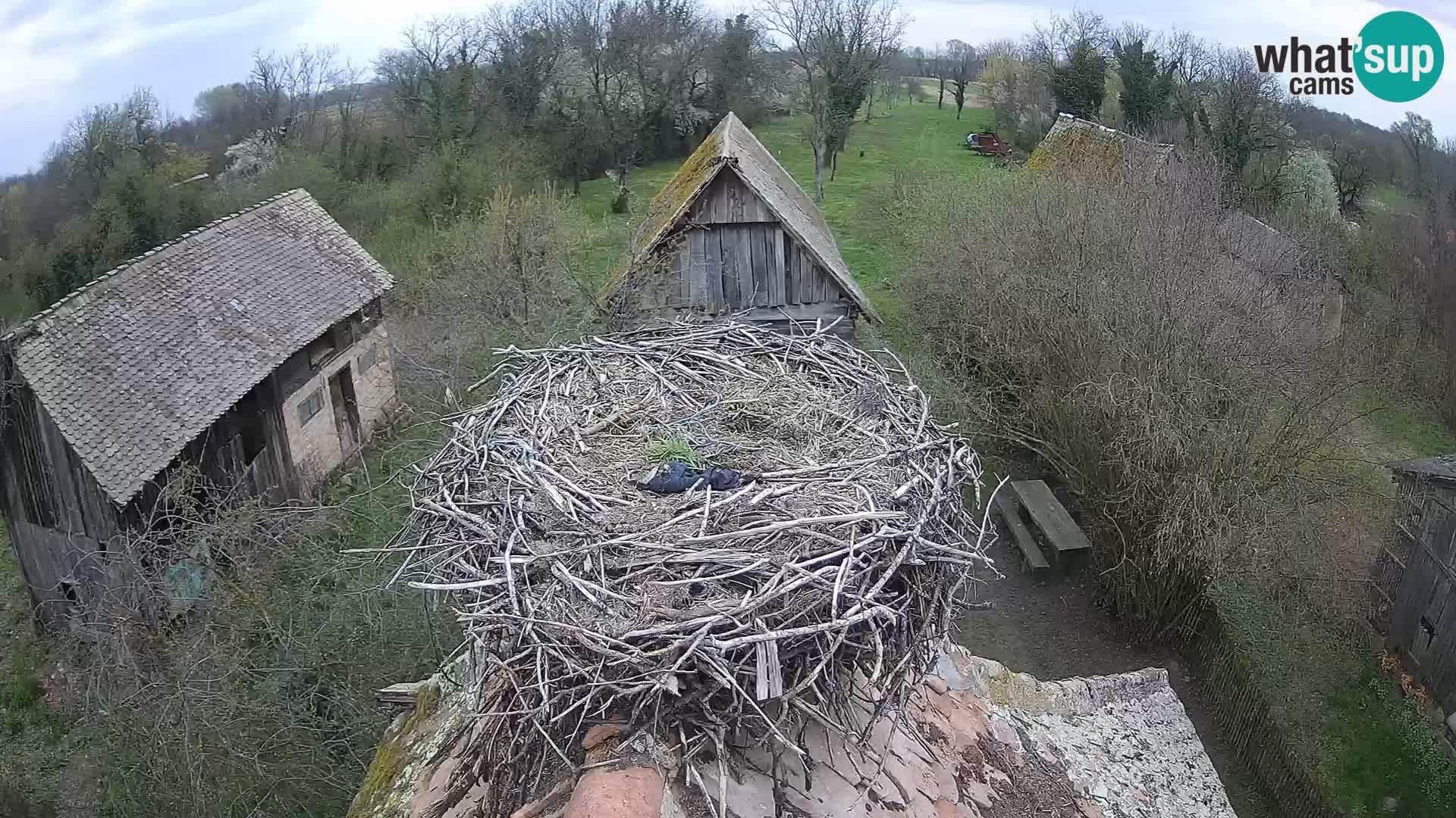 Village européen de cigognes webcam Parc naturel de Lonjsko polje