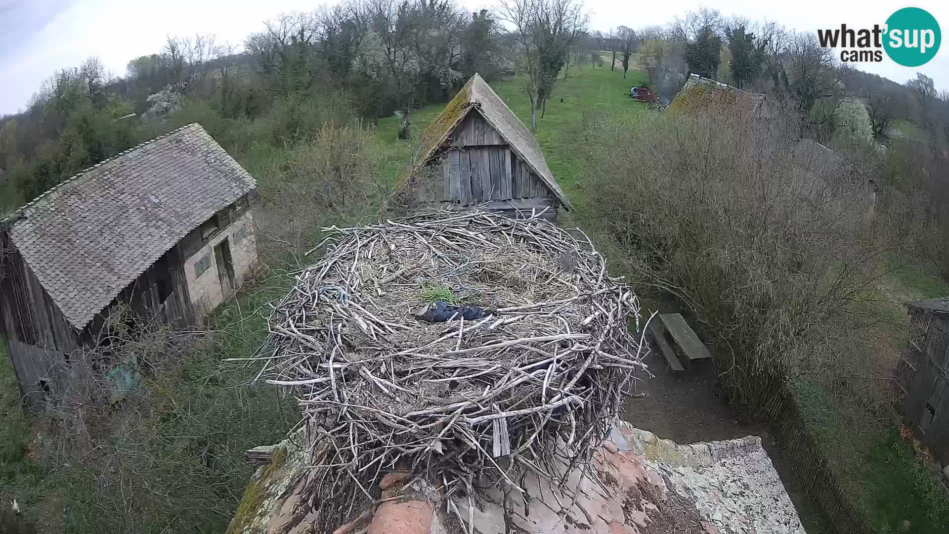 Villaggio delle cicogne europee webcam Parco naturale di Lonjsko polje