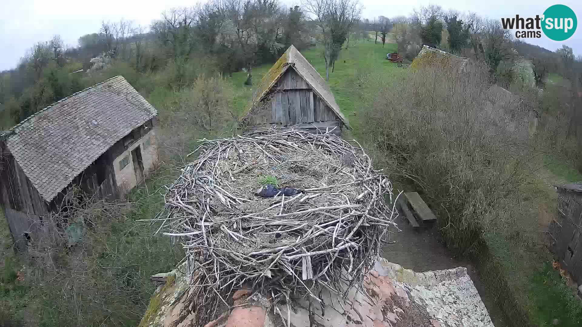Village européen de cigognes webcam Parc naturel de Lonjsko polje