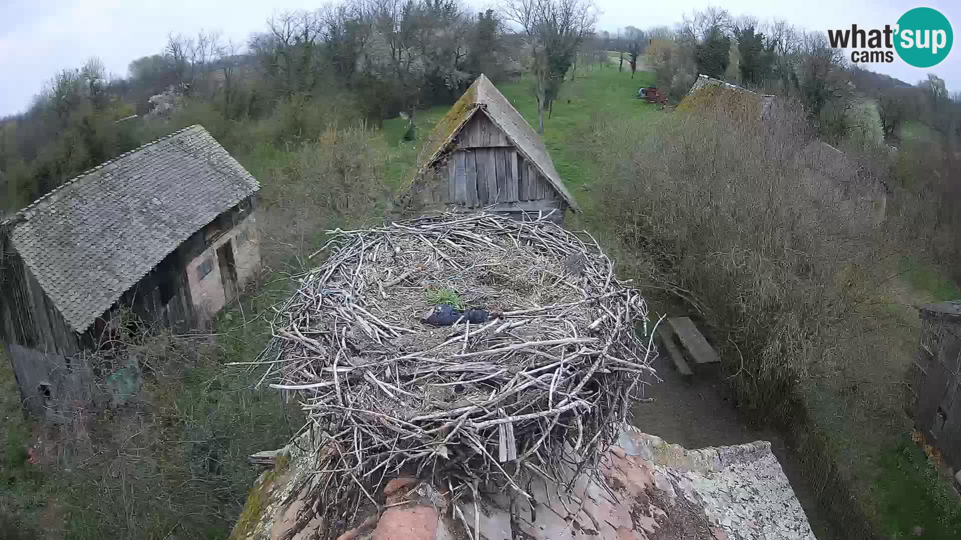 Live webcam European stork village – Lonjsko polje Nature Park