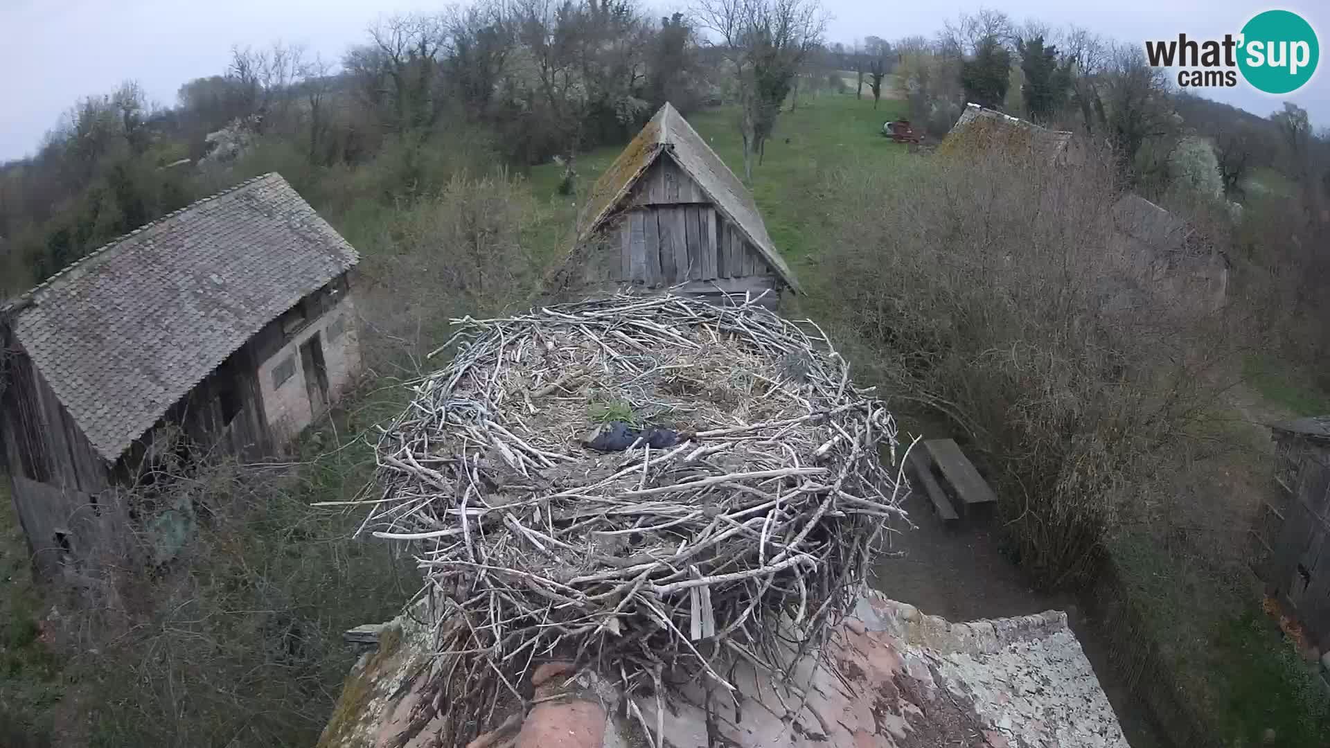 Villaggio delle cicogne europee webcam Parco naturale di Lonjsko polje