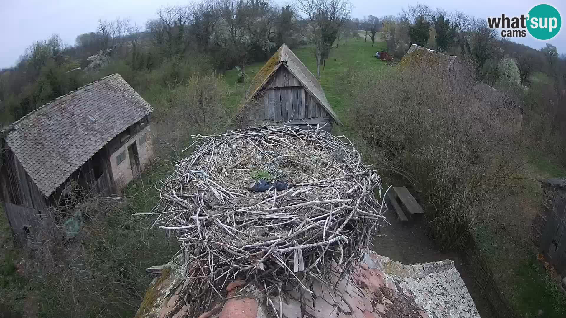 Villaggio delle cicogne europee webcam Parco naturale di Lonjsko polje