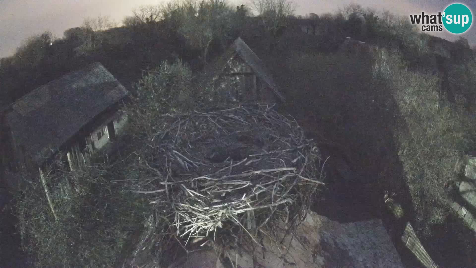 Village européen de cigognes webcam Parc naturel de Lonjsko polje