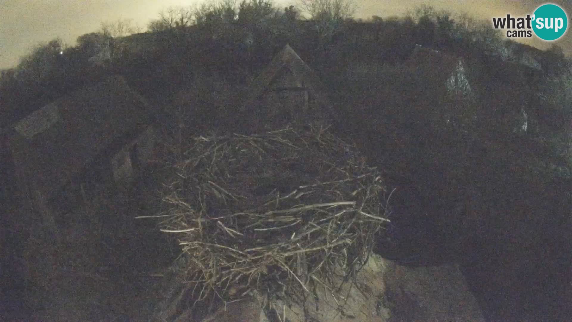 Evropska vas štorklje – Krajinski park Lonjsko polje spletna kamera