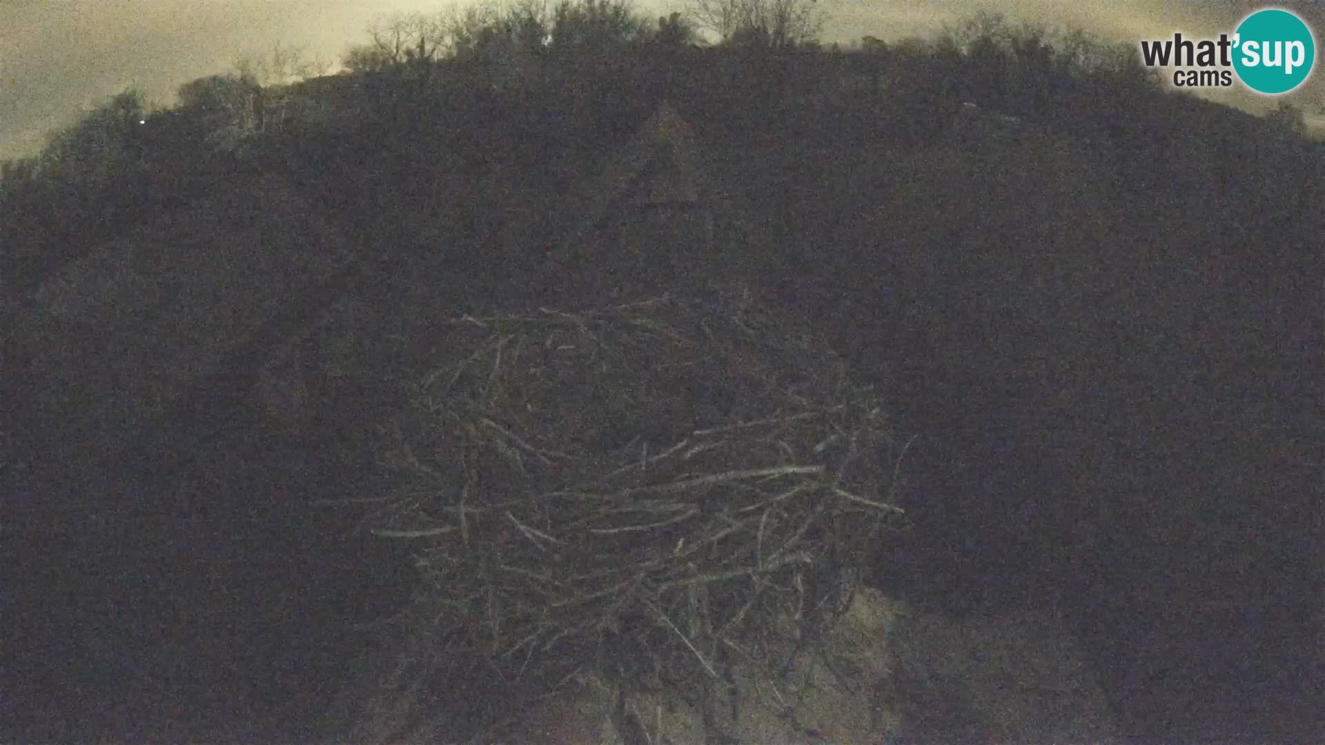 Village européen de cigognes webcam Parc naturel de Lonjsko polje