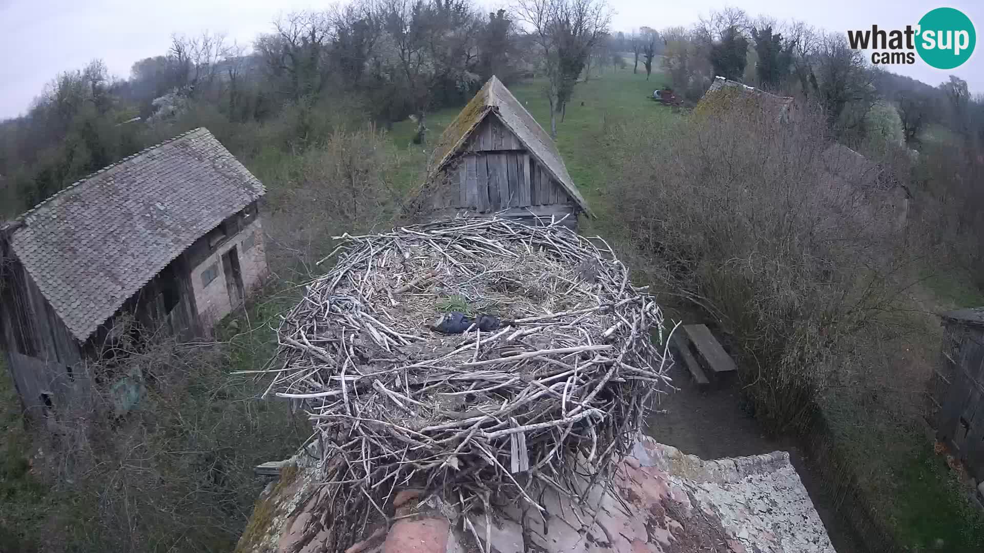 Villaggio delle cicogne europee webcam Parco naturale di Lonjsko polje