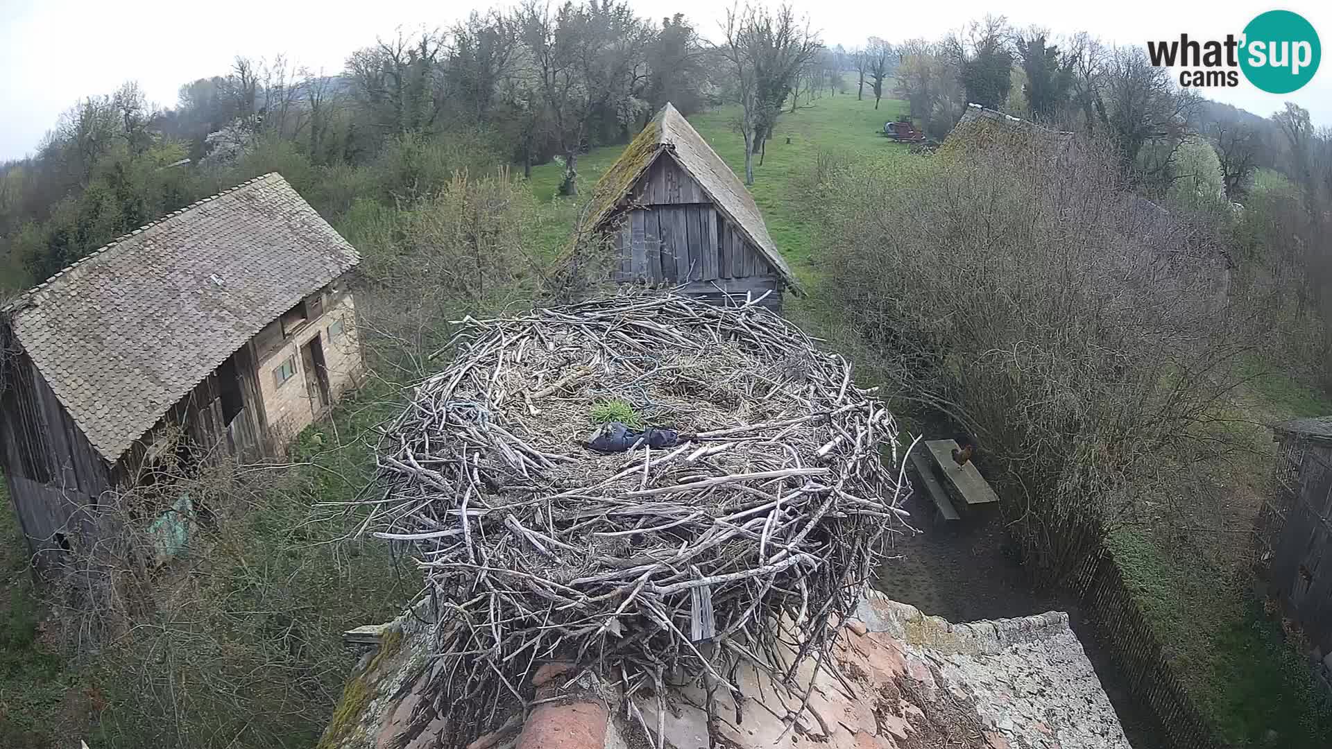 Village européen de cigognes webcam Parc naturel de Lonjsko polje