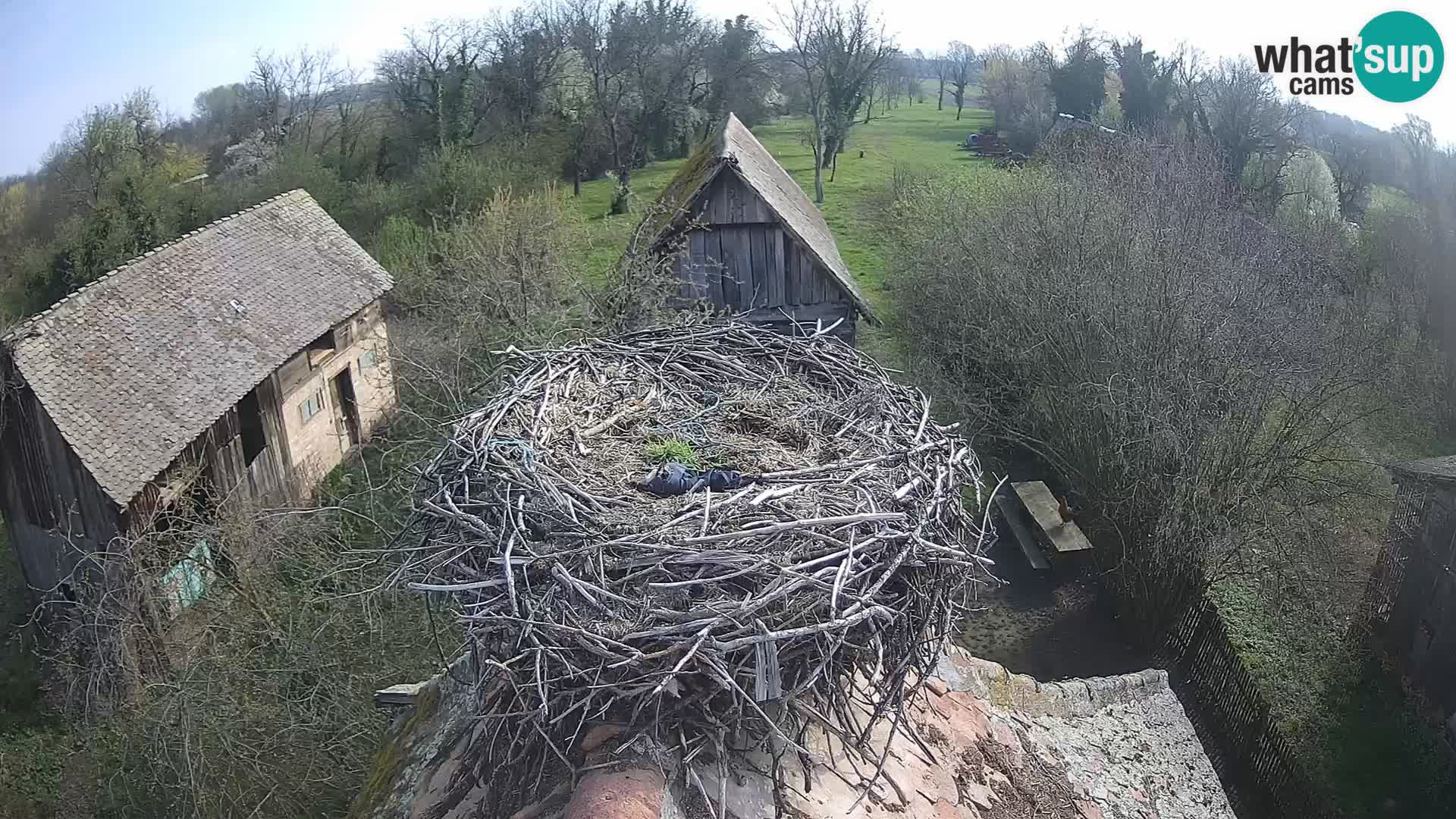 Webcam Europäisches Storchendorf – Naturpark Lonjsko polje