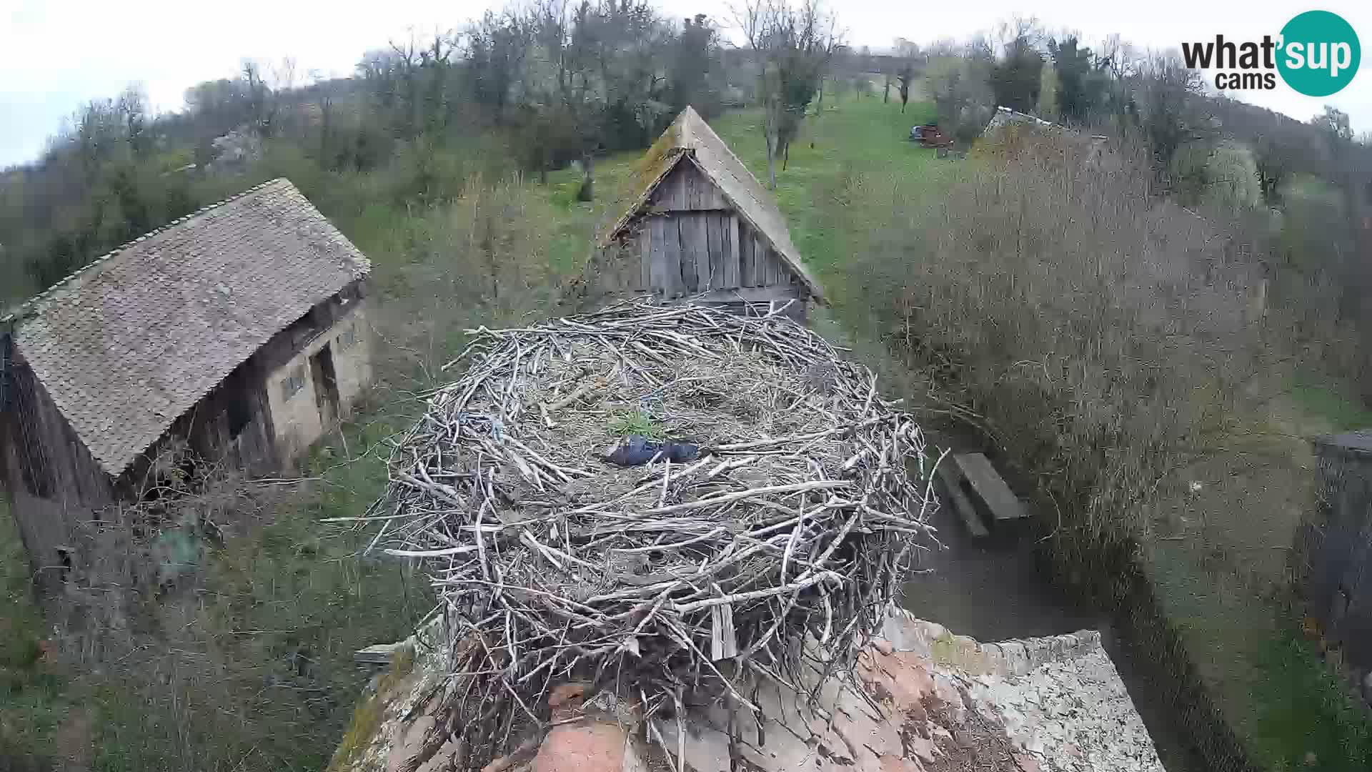 Village européen de cigognes webcam Parc naturel de Lonjsko polje