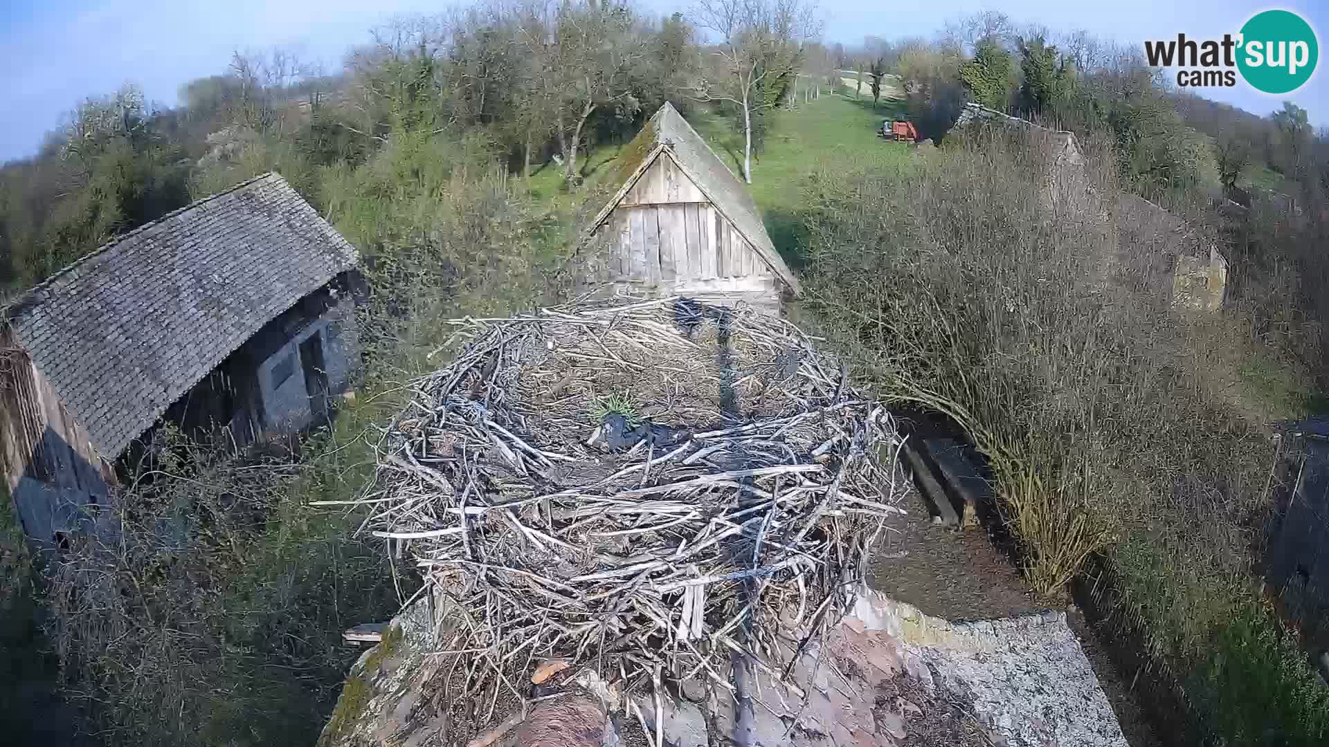 Evropska vas štorklje – Krajinski park Lonjsko polje spletna kamera