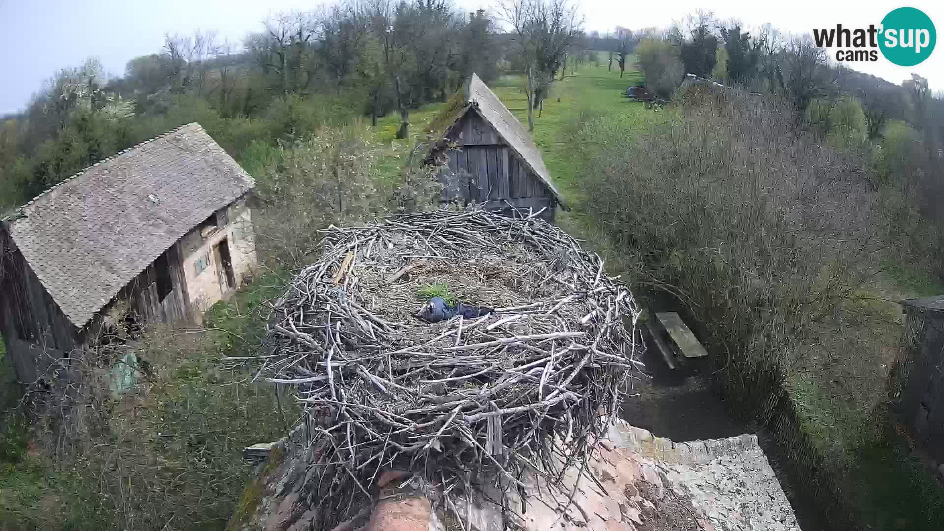 Pueblo europeo de cigüeñas camera en vivo Parque Natural Lonjsko polje