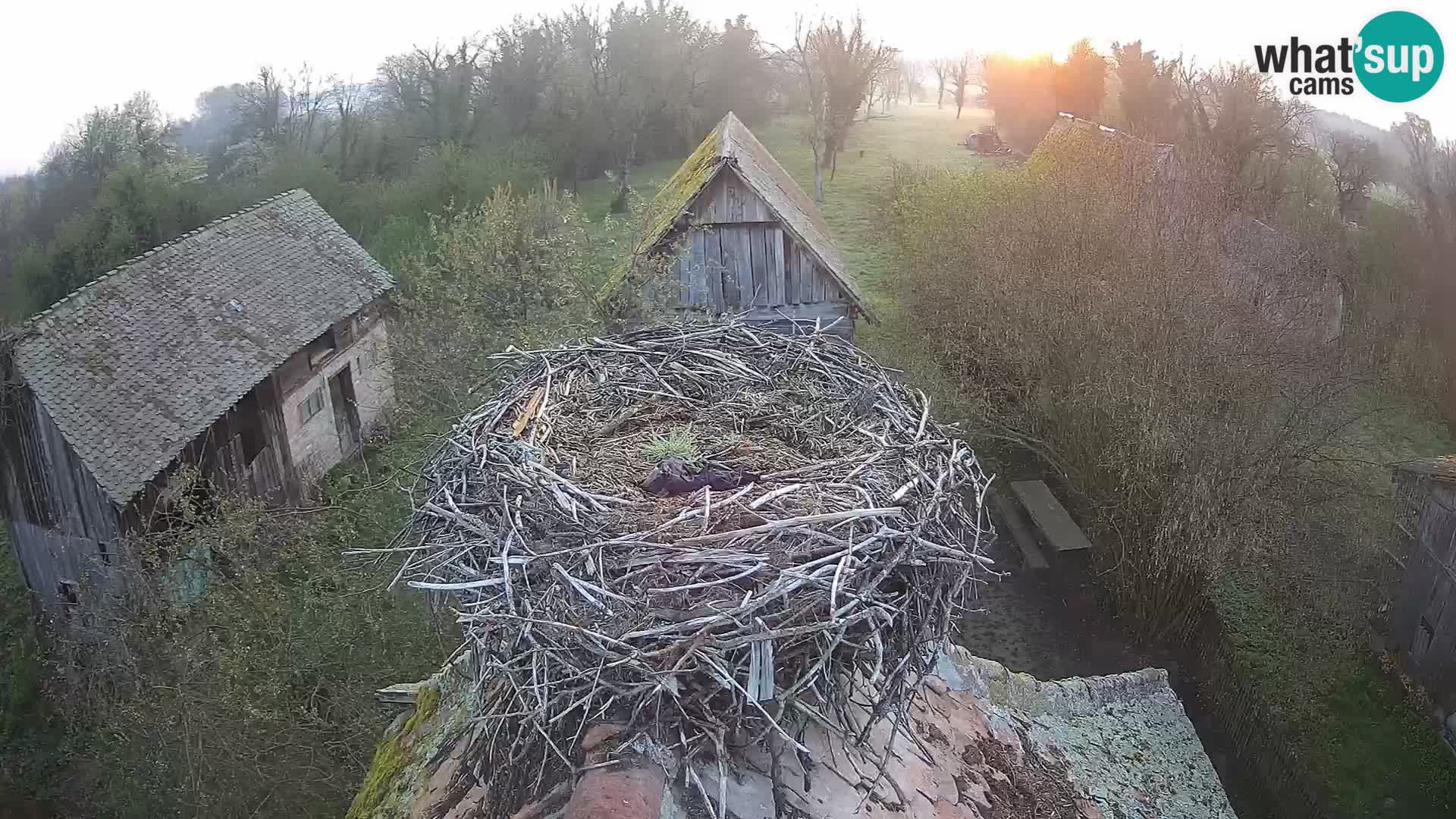 U živo Europsko selo roda – Park prirode Lonjsko polje