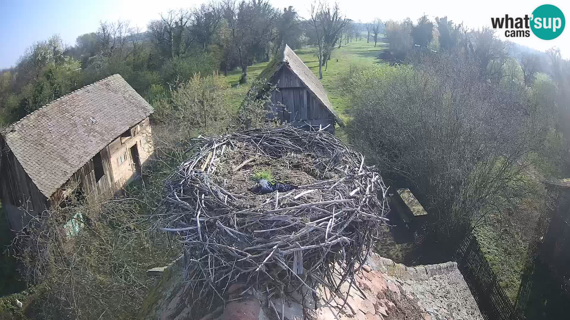Village européen de cigognes webcam Parc naturel de Lonjsko polje