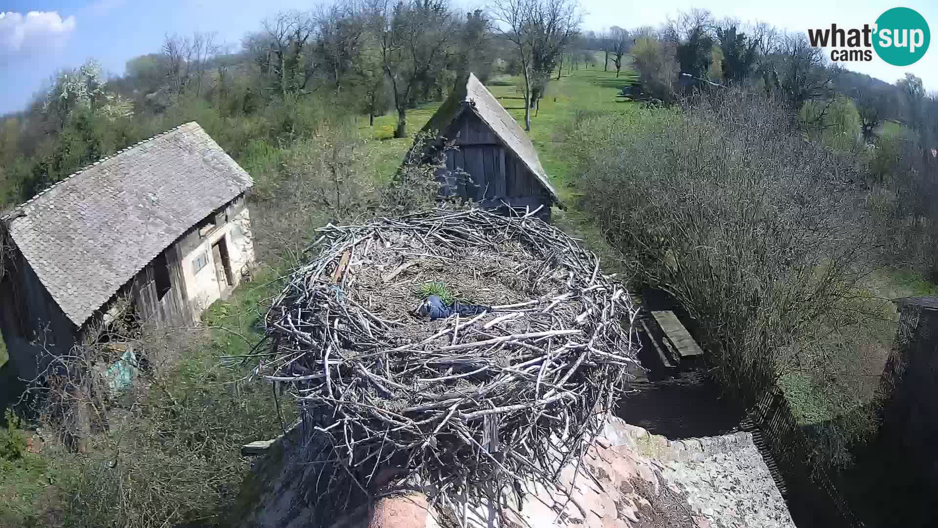 U živo Europsko selo roda – Park prirode Lonjsko polje