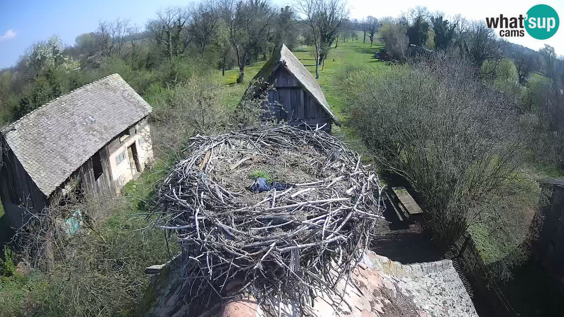 Village européen de cigognes webcam Parc naturel de Lonjsko polje