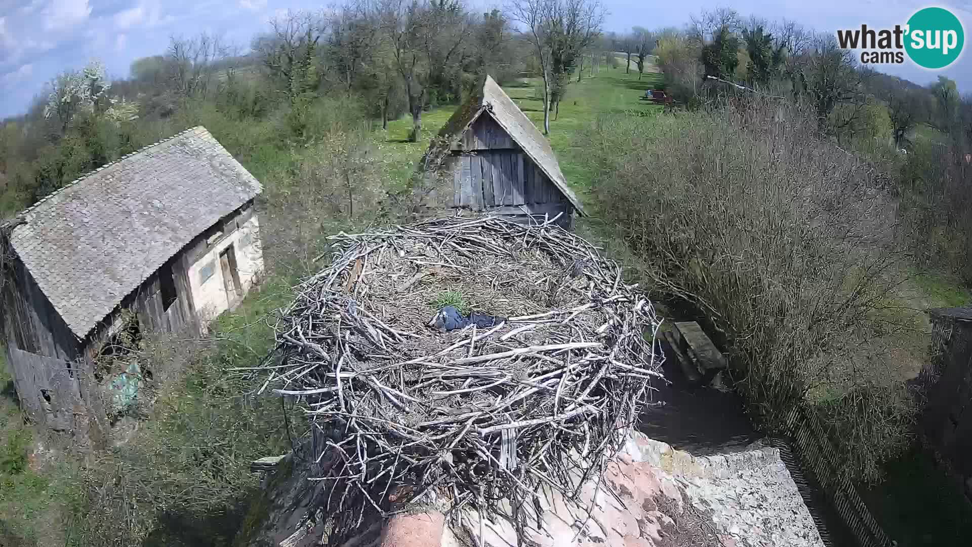 Villaggio delle cicogne europee webcam Parco naturale di Lonjsko polje