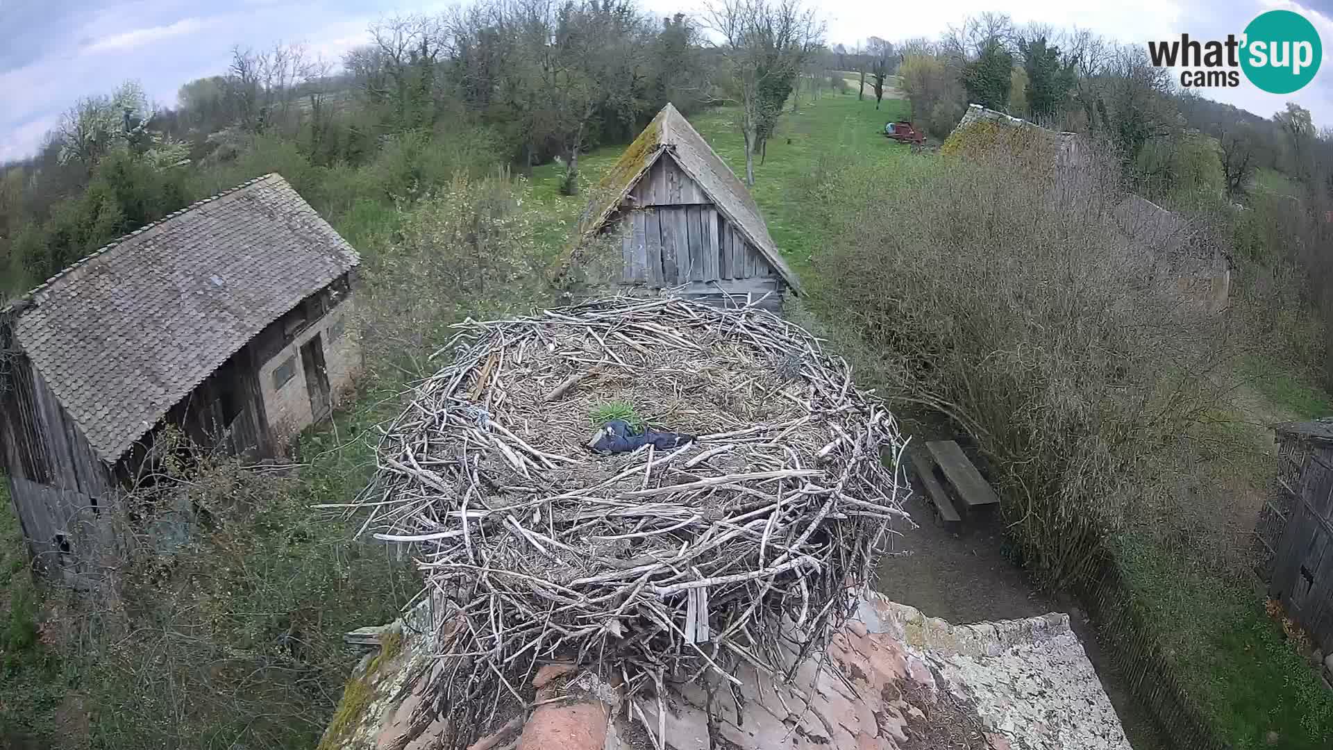 Villaggio delle cicogne europee webcam Parco naturale di Lonjsko polje