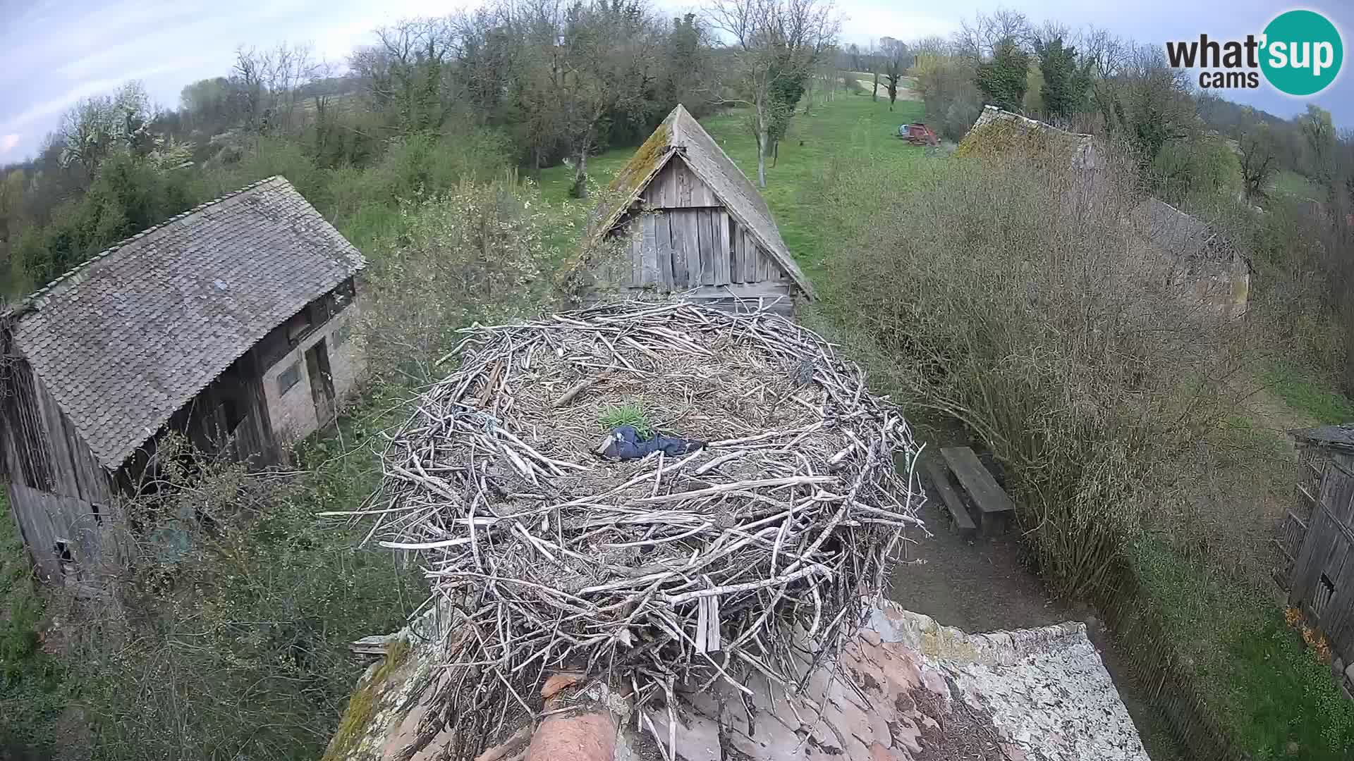 Live webcam European stork village – Lonjsko polje Nature Park
