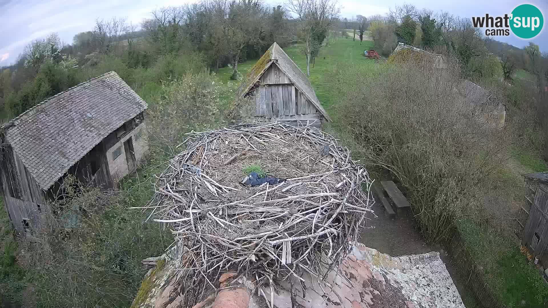 Pueblo europeo de cigüeñas camera en vivo Parque Natural Lonjsko polje