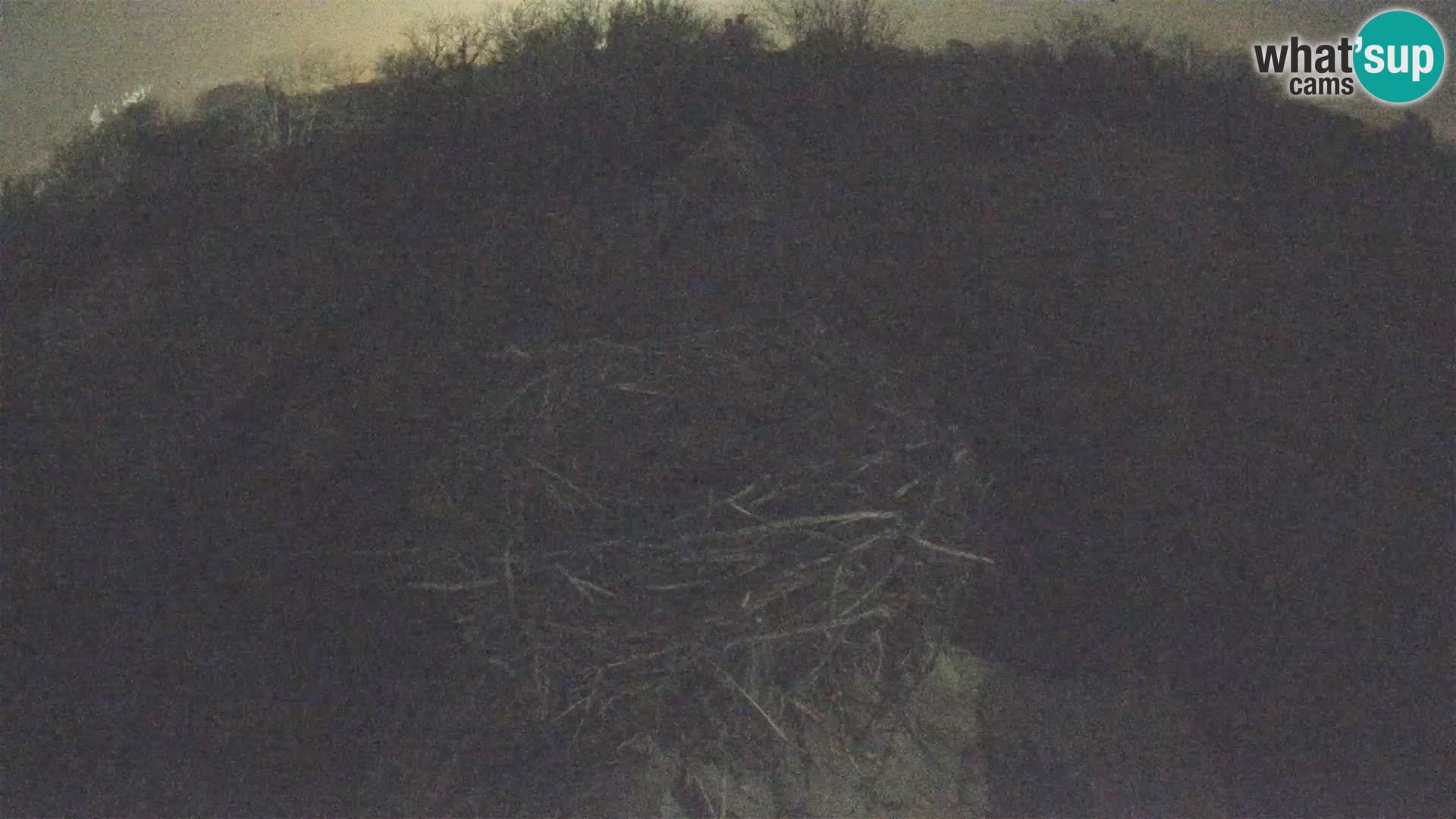 Village européen de cigognes webcam Parc naturel de Lonjsko polje