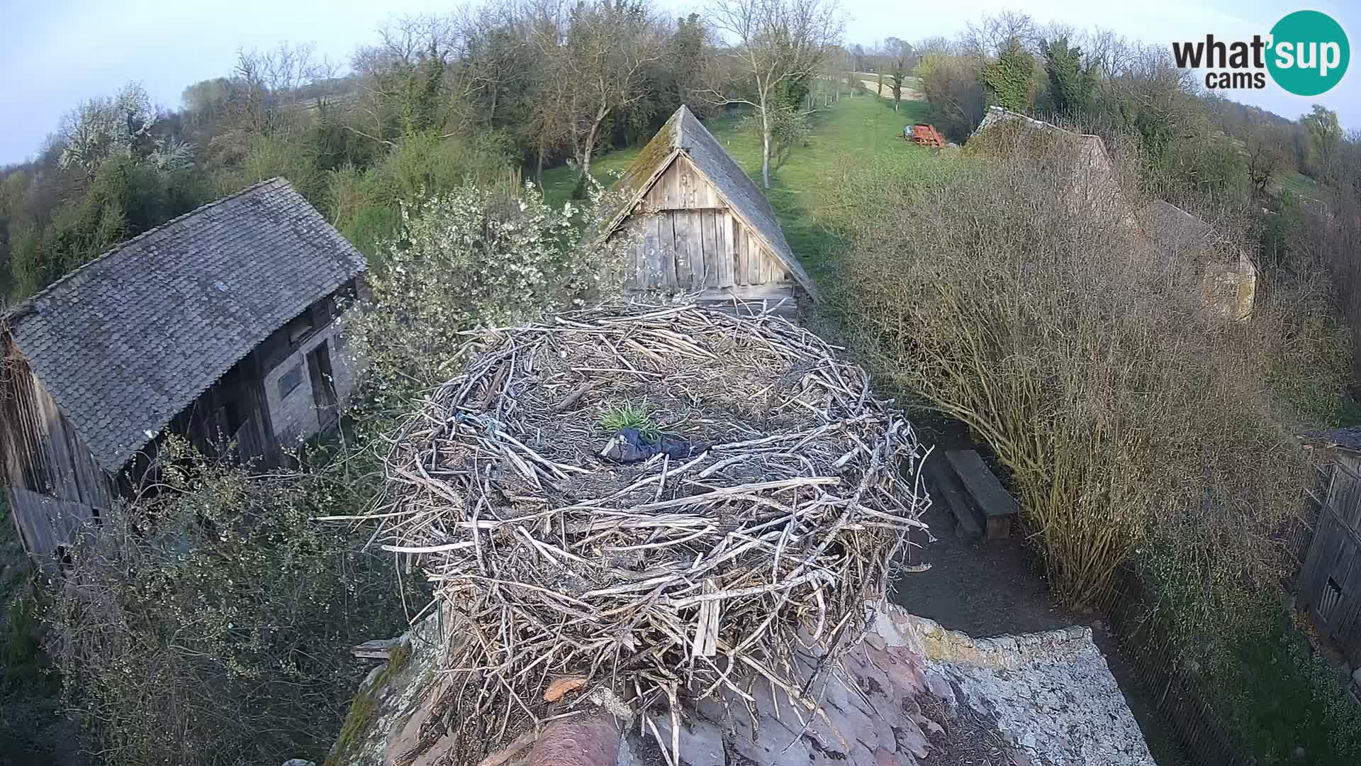 Pueblo europeo de cigüeñas camera en vivo Parque Natural Lonjsko polje