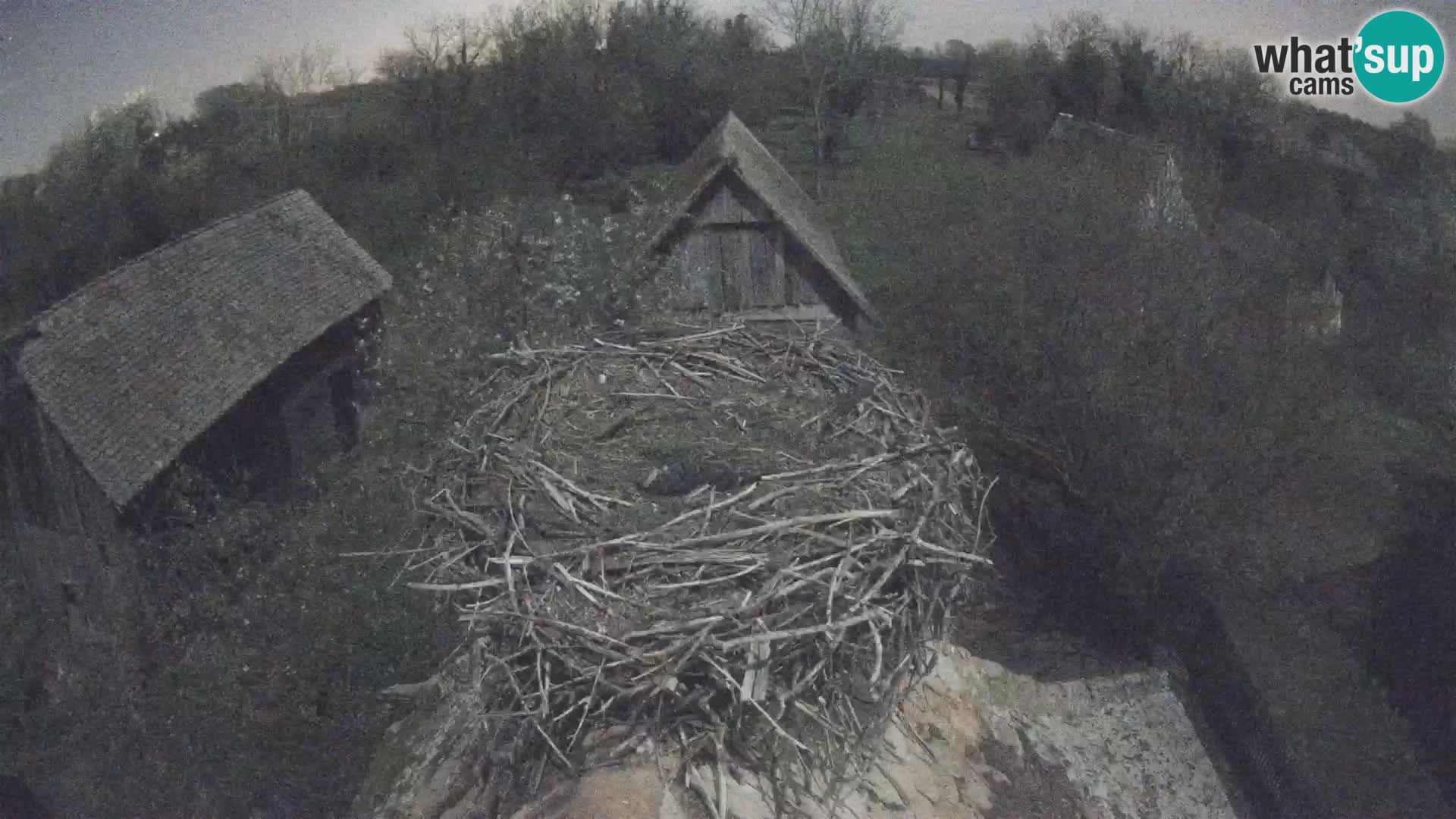 Evropska vas štorklje – Krajinski park Lonjsko polje spletna kamera