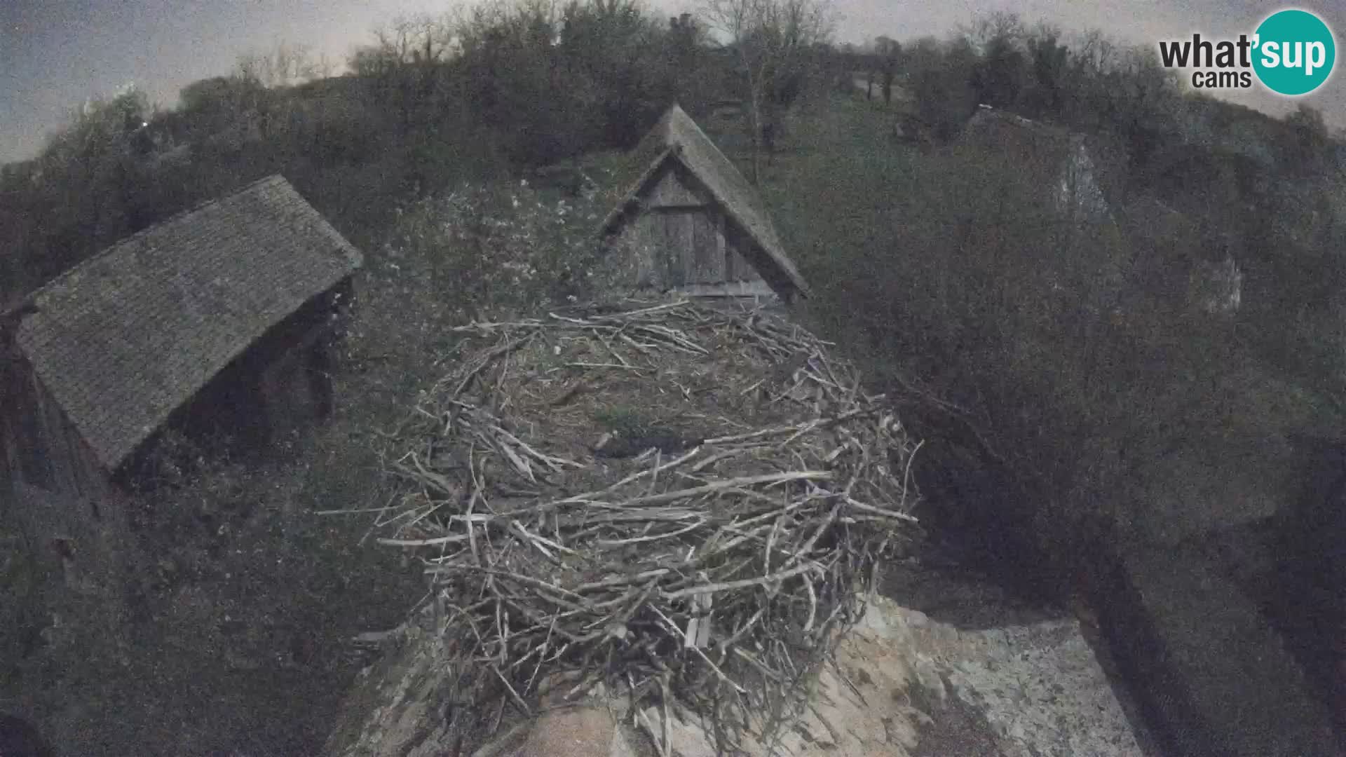 Evropska vas štorklje – Krajinski park Lonjsko polje spletna kamera