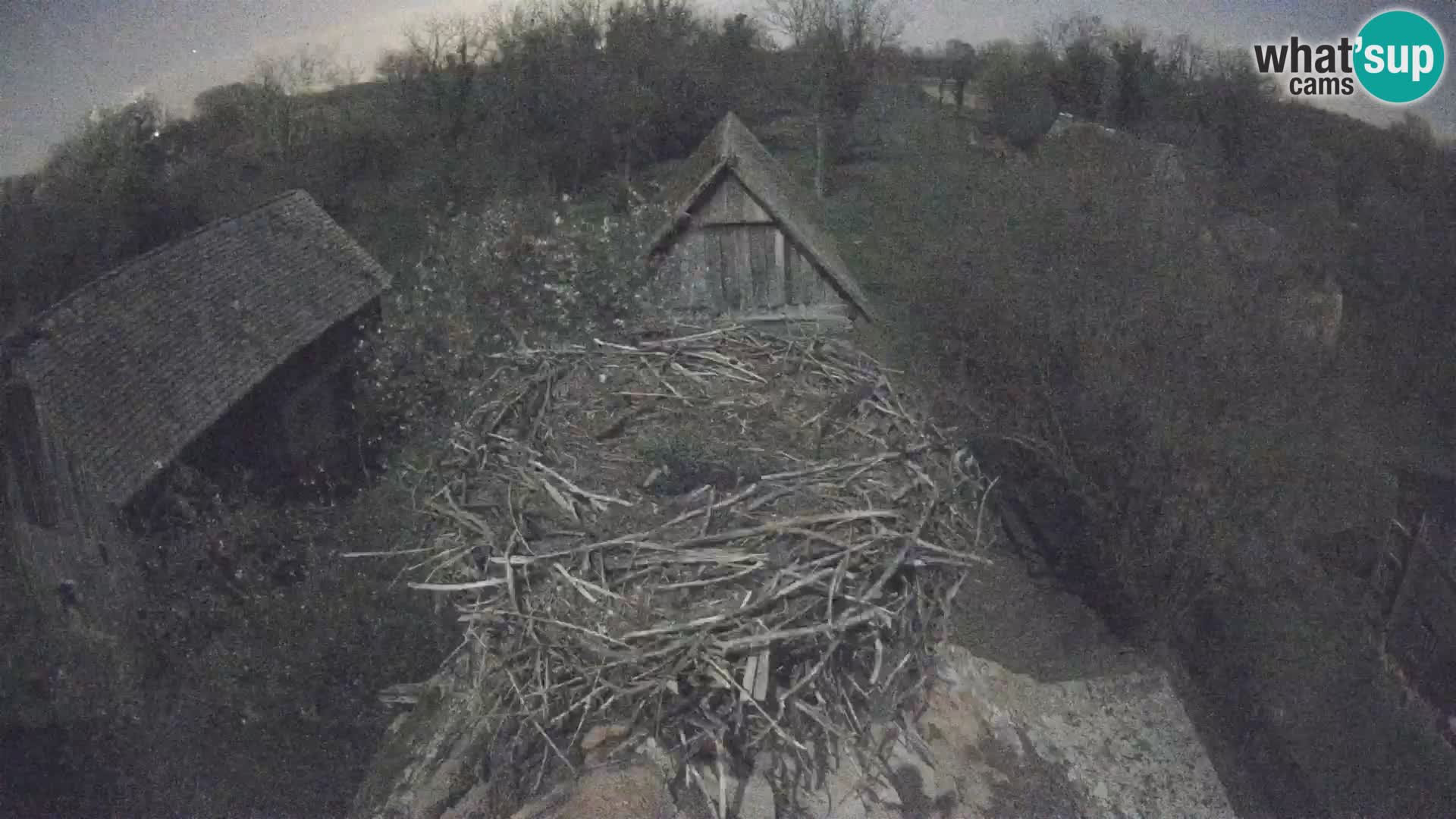 Evropska vas štorklje – Krajinski park Lonjsko polje spletna kamera