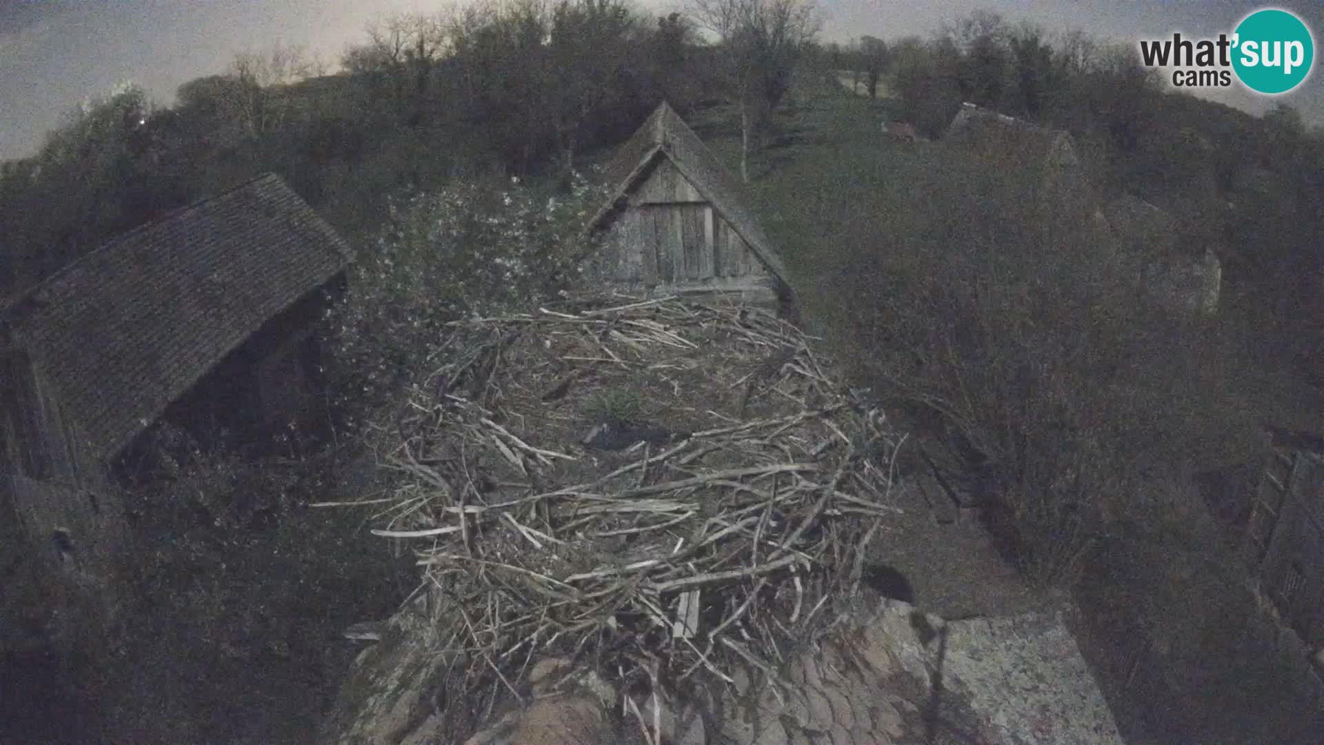 Pueblo europeo de cigüeñas camera en vivo Parque Natural Lonjsko polje