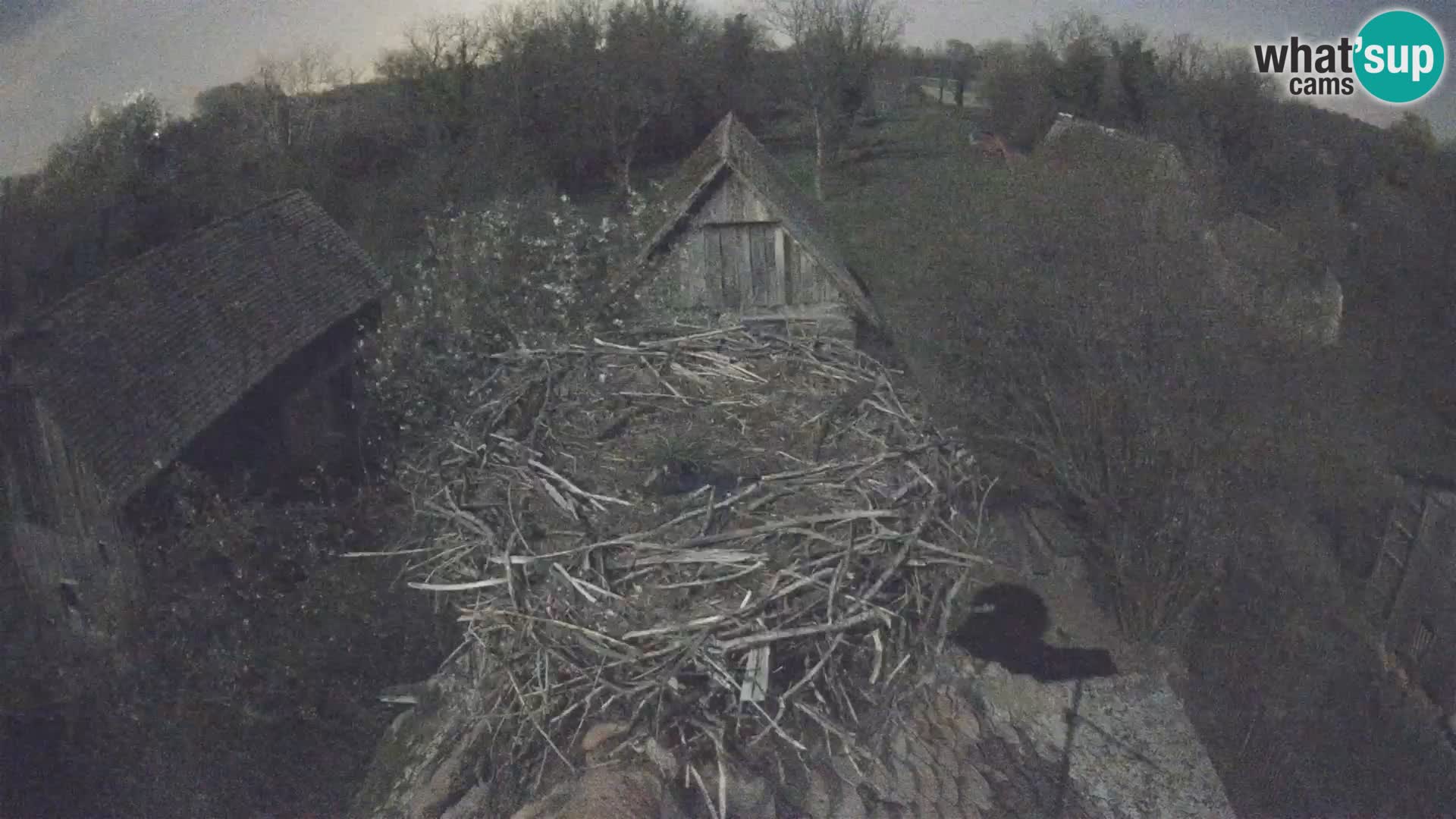 Pueblo europeo de cigüeñas camera en vivo Parque Natural Lonjsko polje