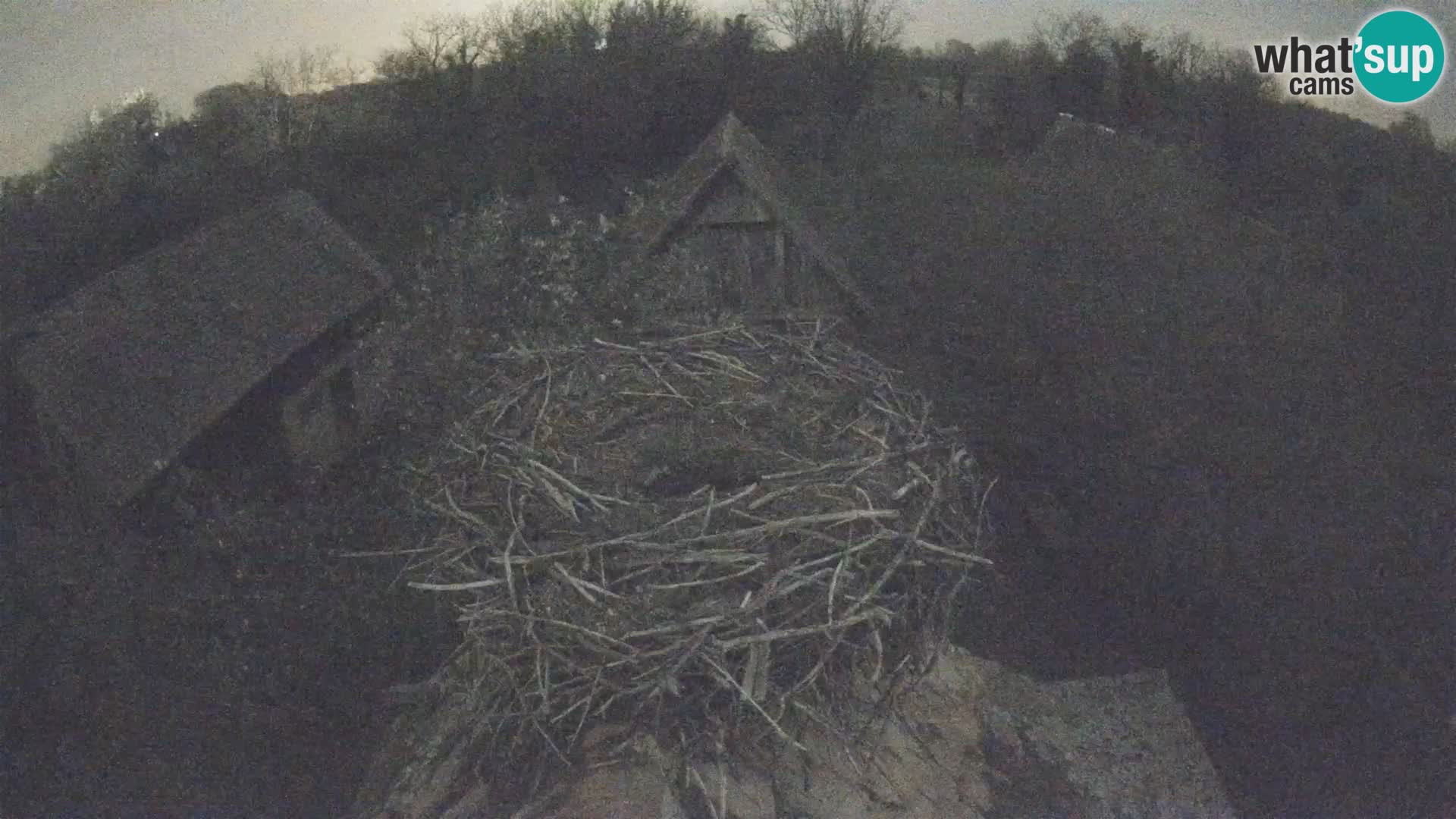 Village européen de cigognes webcam Parc naturel de Lonjsko polje
