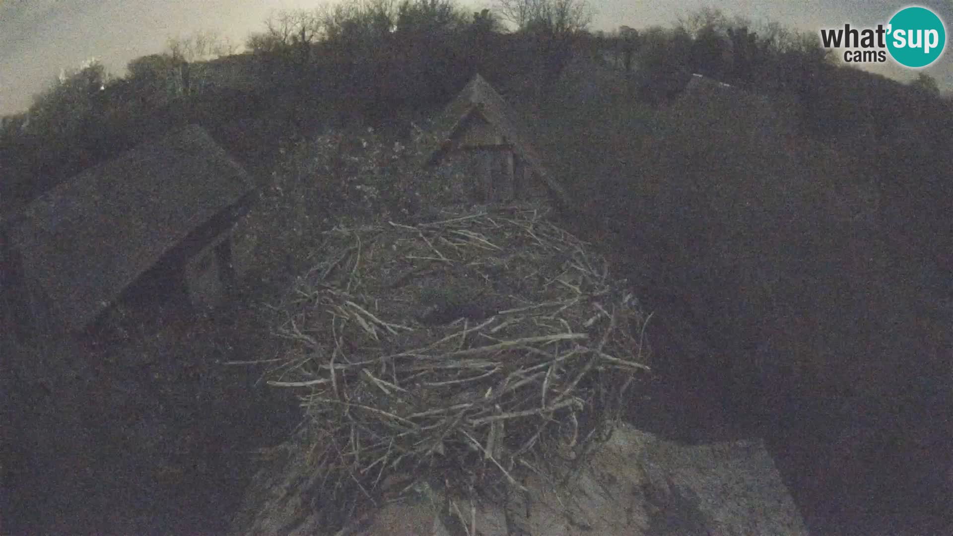 Village européen de cigognes webcam Parc naturel de Lonjsko polje