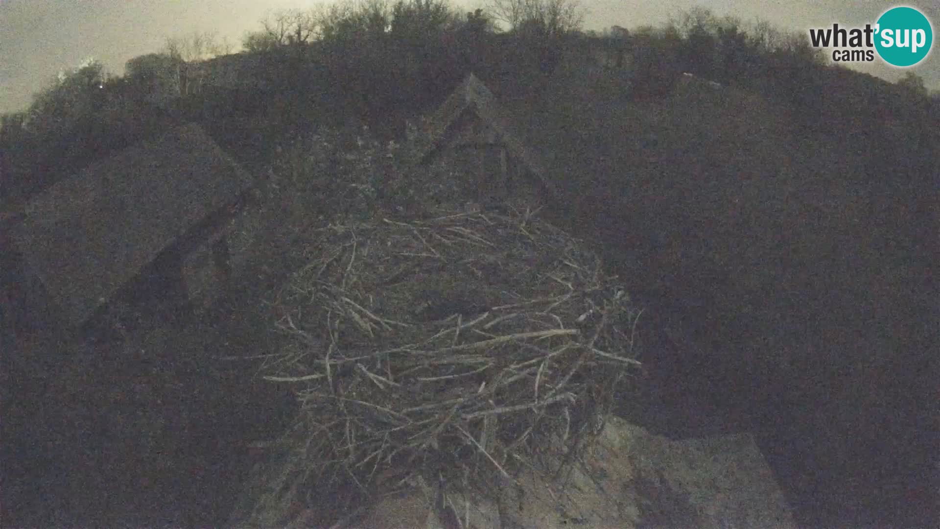 Villaggio delle cicogne europee webcam Parco naturale di Lonjsko polje