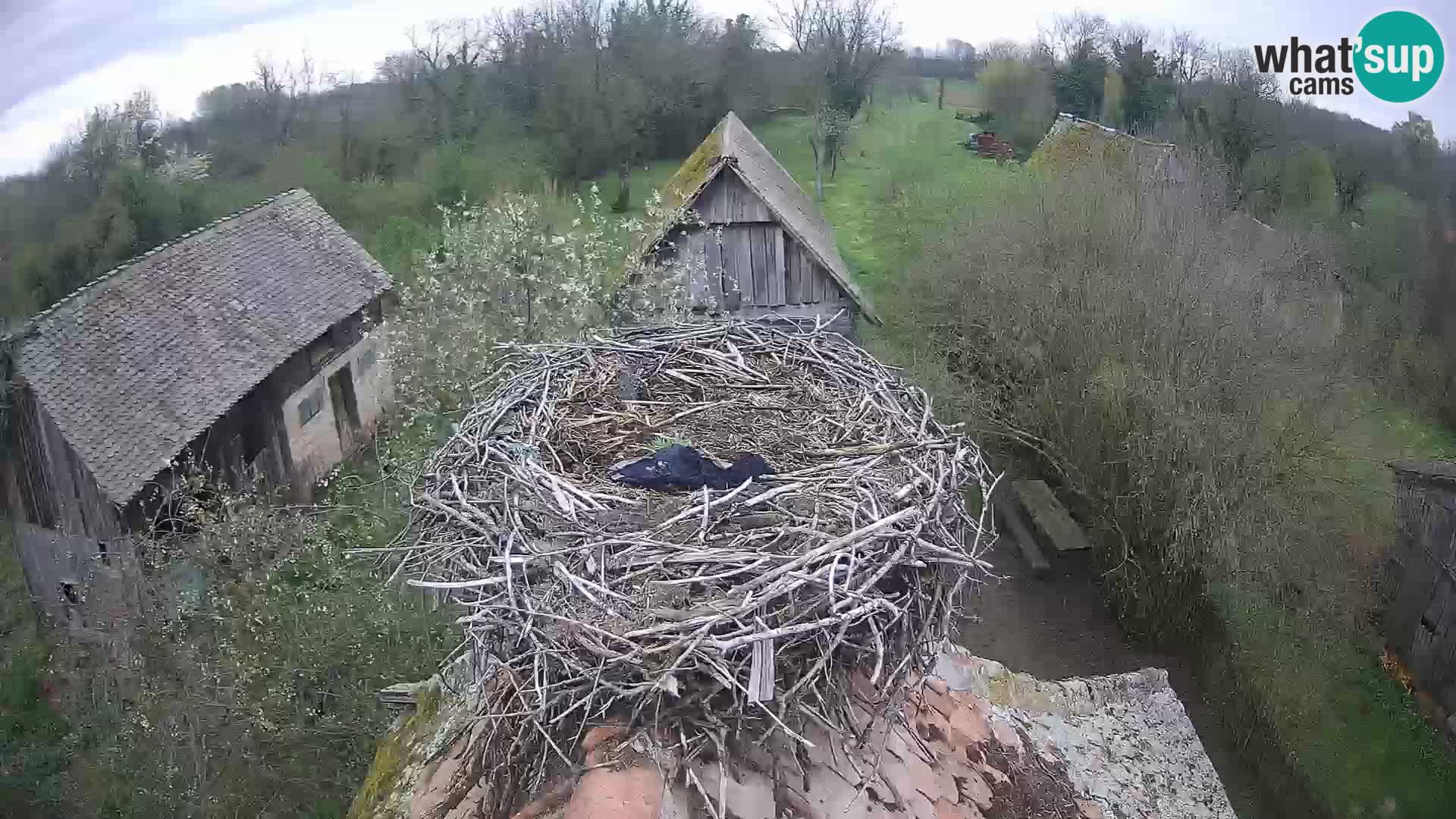 Village européen de cigognes webcam Parc naturel de Lonjsko polje