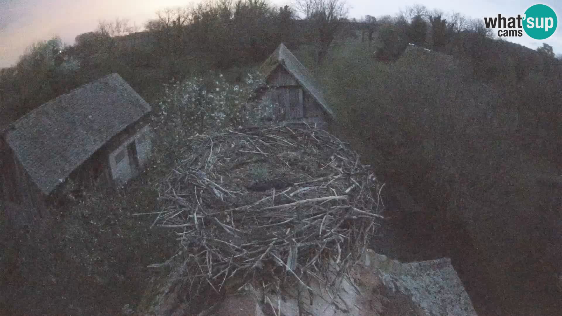 Pueblo europeo de cigüeñas camera en vivo Parque Natural Lonjsko polje