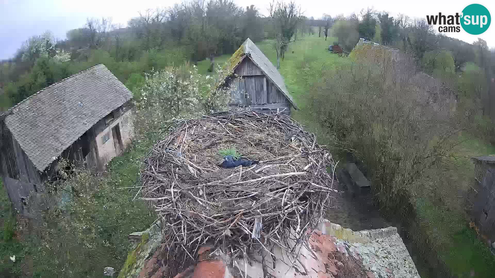 Webcam Europäisches Storchendorf – Naturpark Lonjsko polje