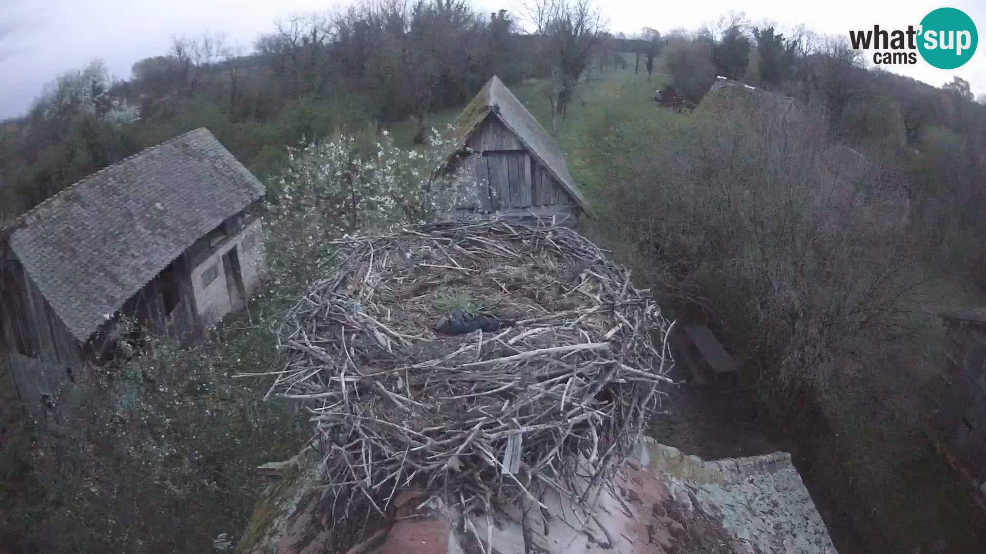 Webcam Europäisches Storchendorf – Naturpark Lonjsko polje