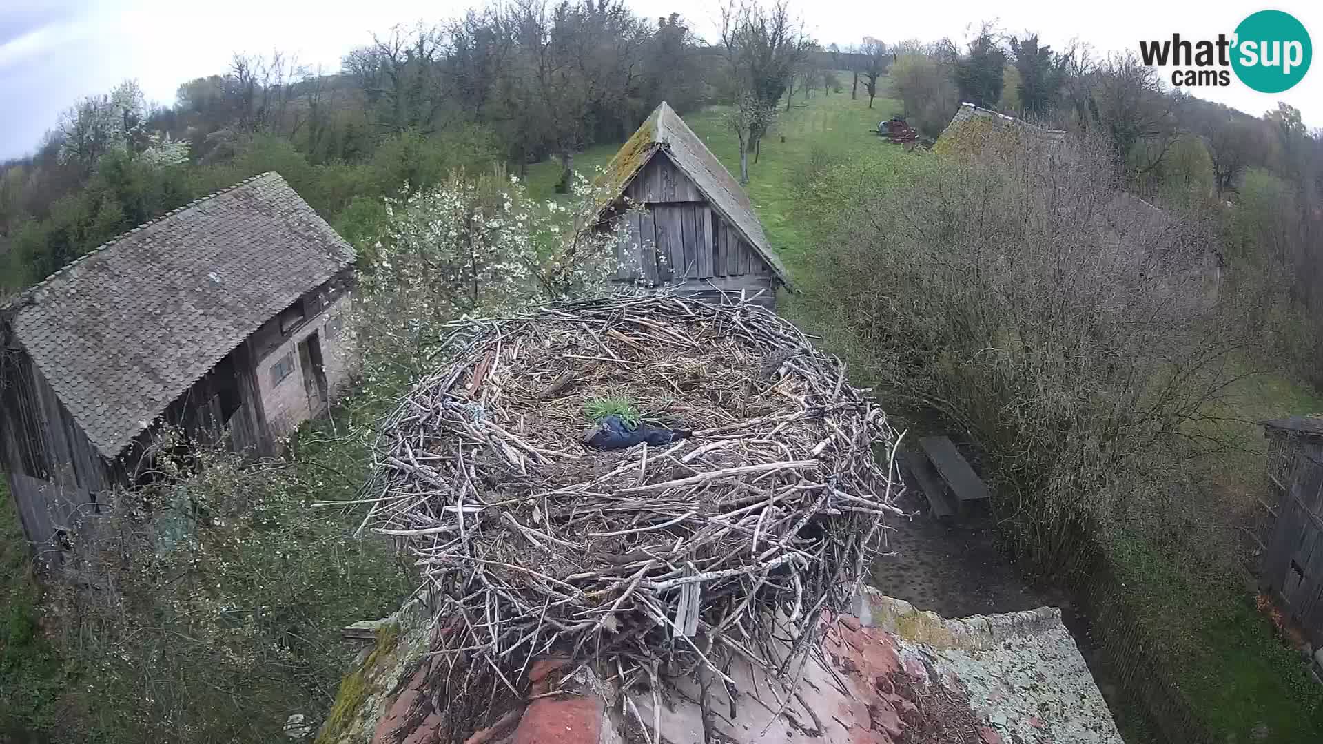 Pueblo europeo de cigüeñas camera en vivo Parque Natural Lonjsko polje
